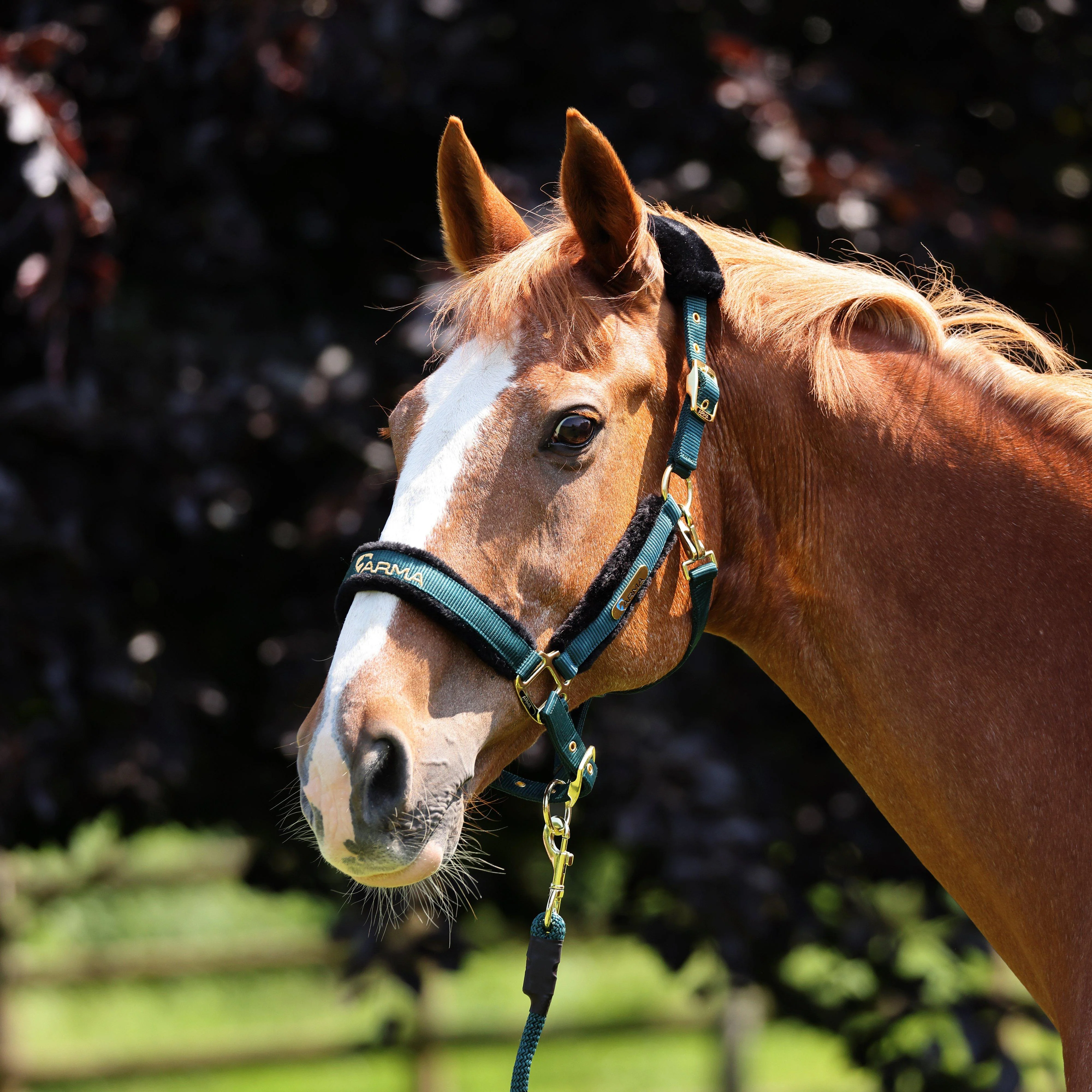 Logo Headcollar & Lead Rope Green - Image 2