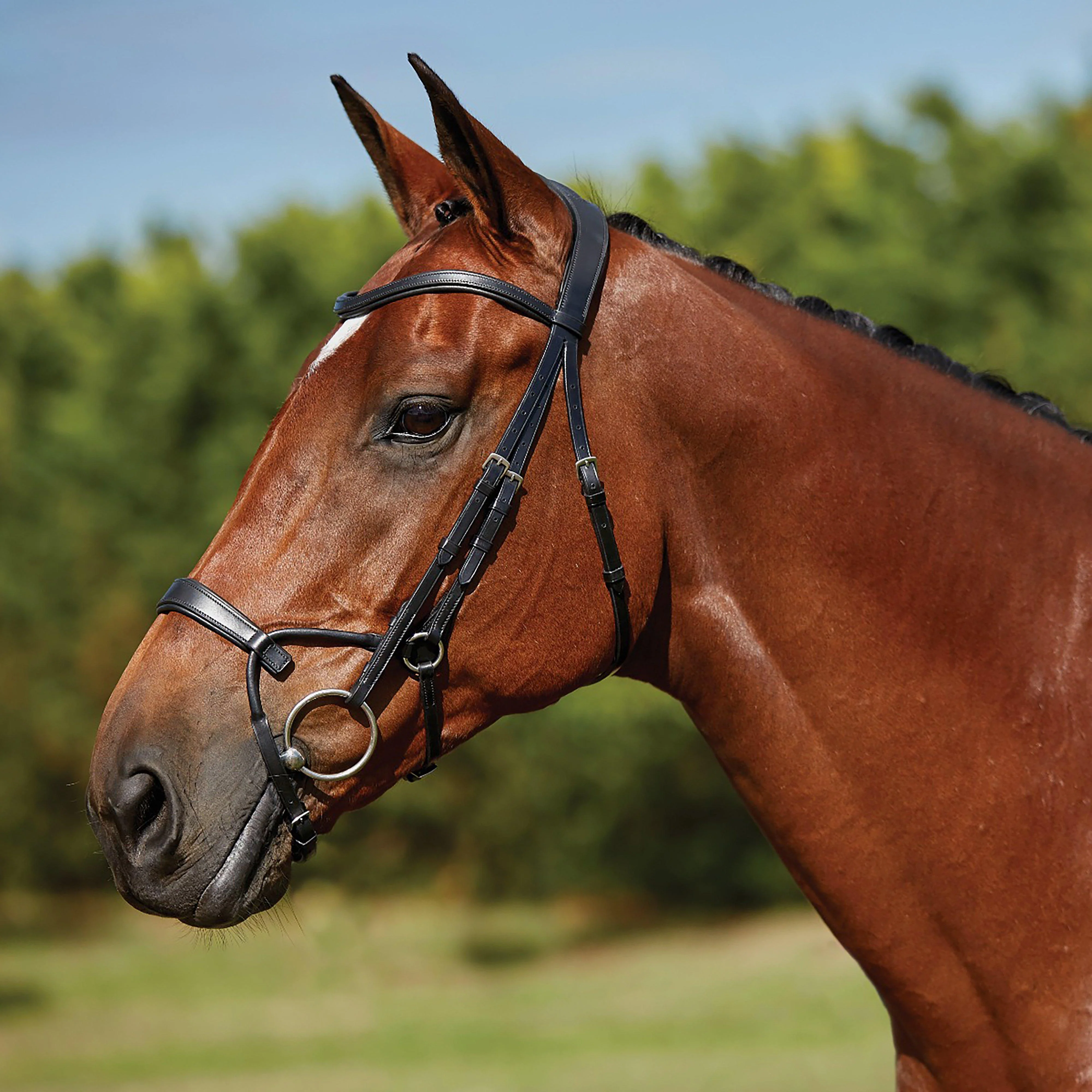 ComFiTec Training Bridle Black - Image 3