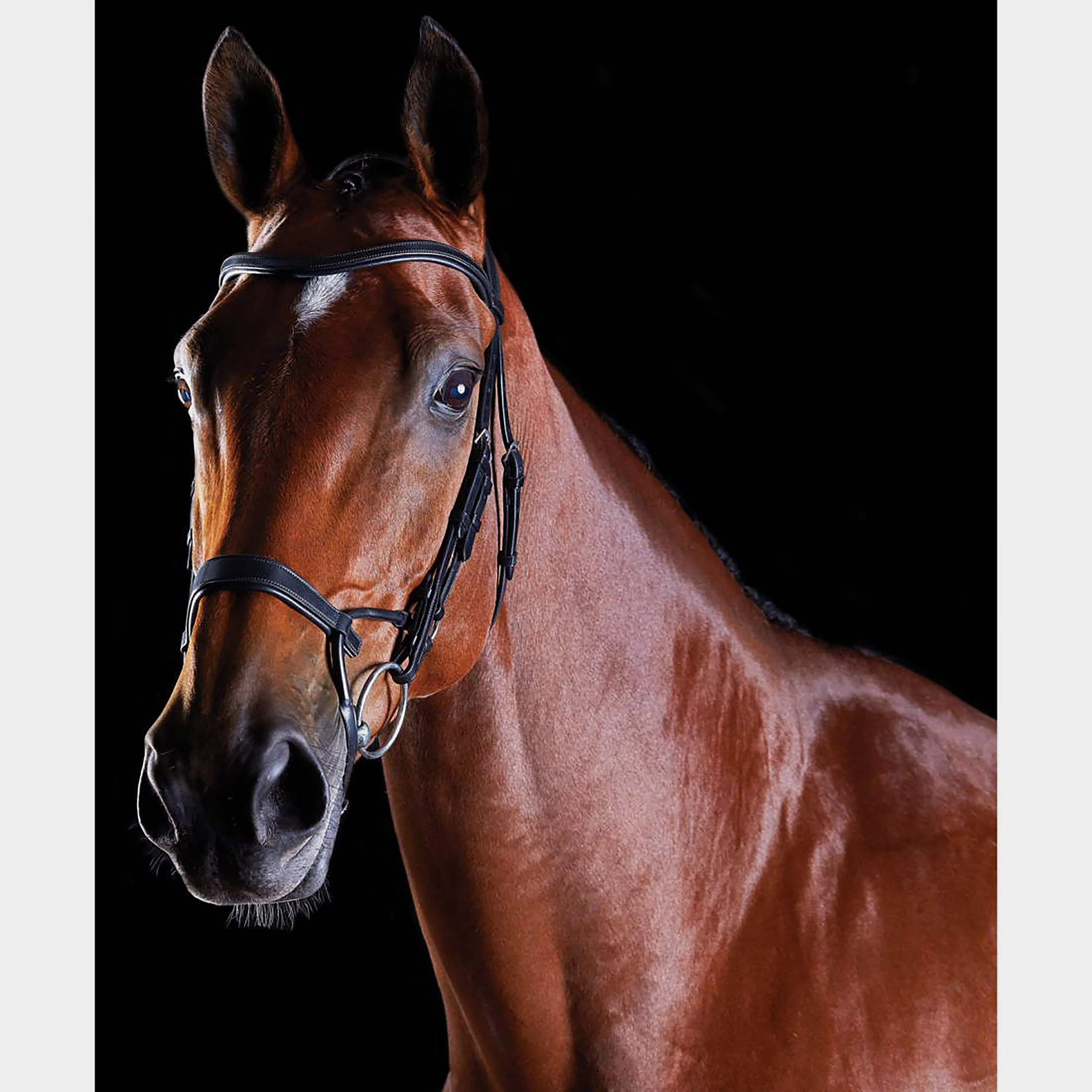 ComFiTec Training Bridle Black - Image 5