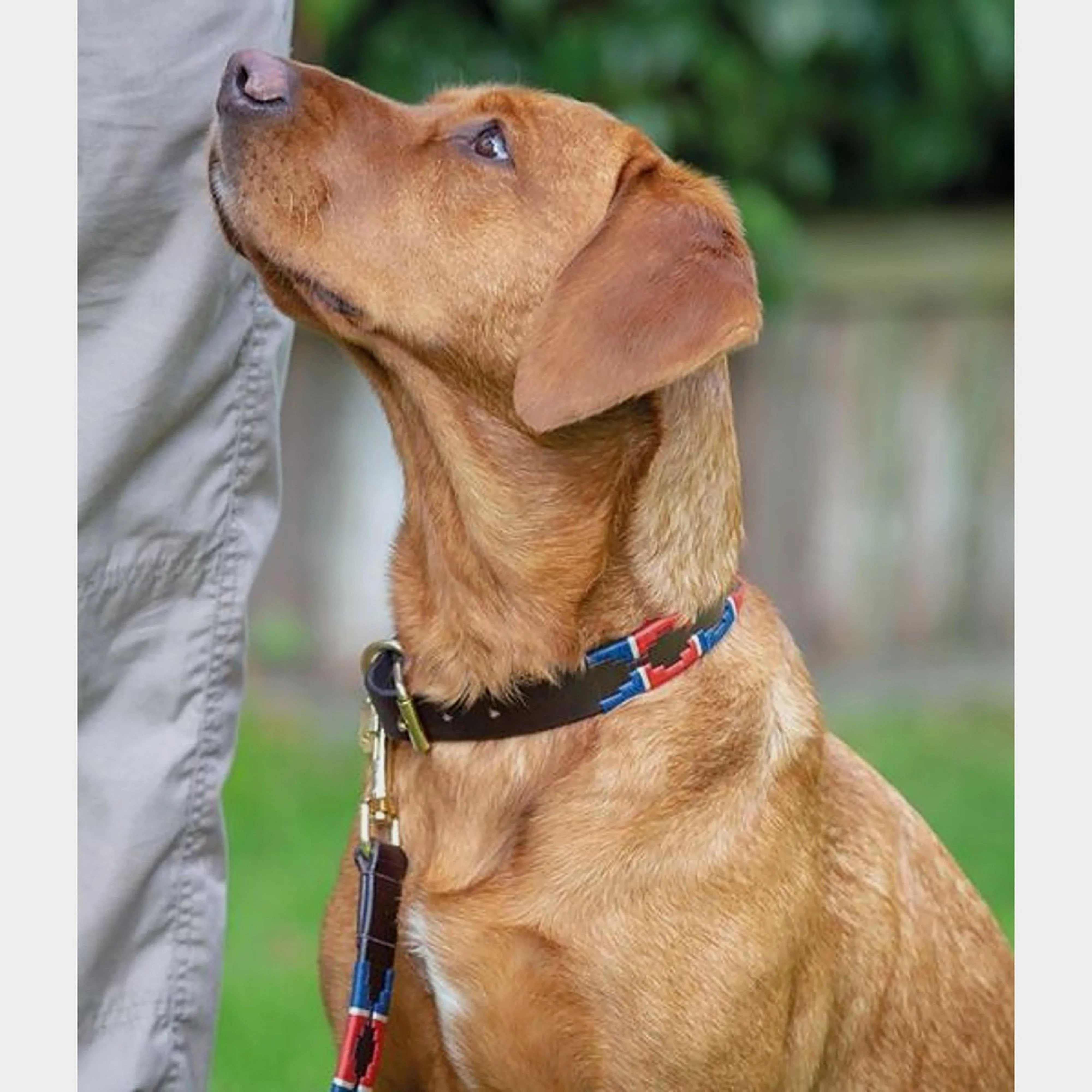 Drover Polo Dog Collar Turquoise/Red/Orange - Image 3