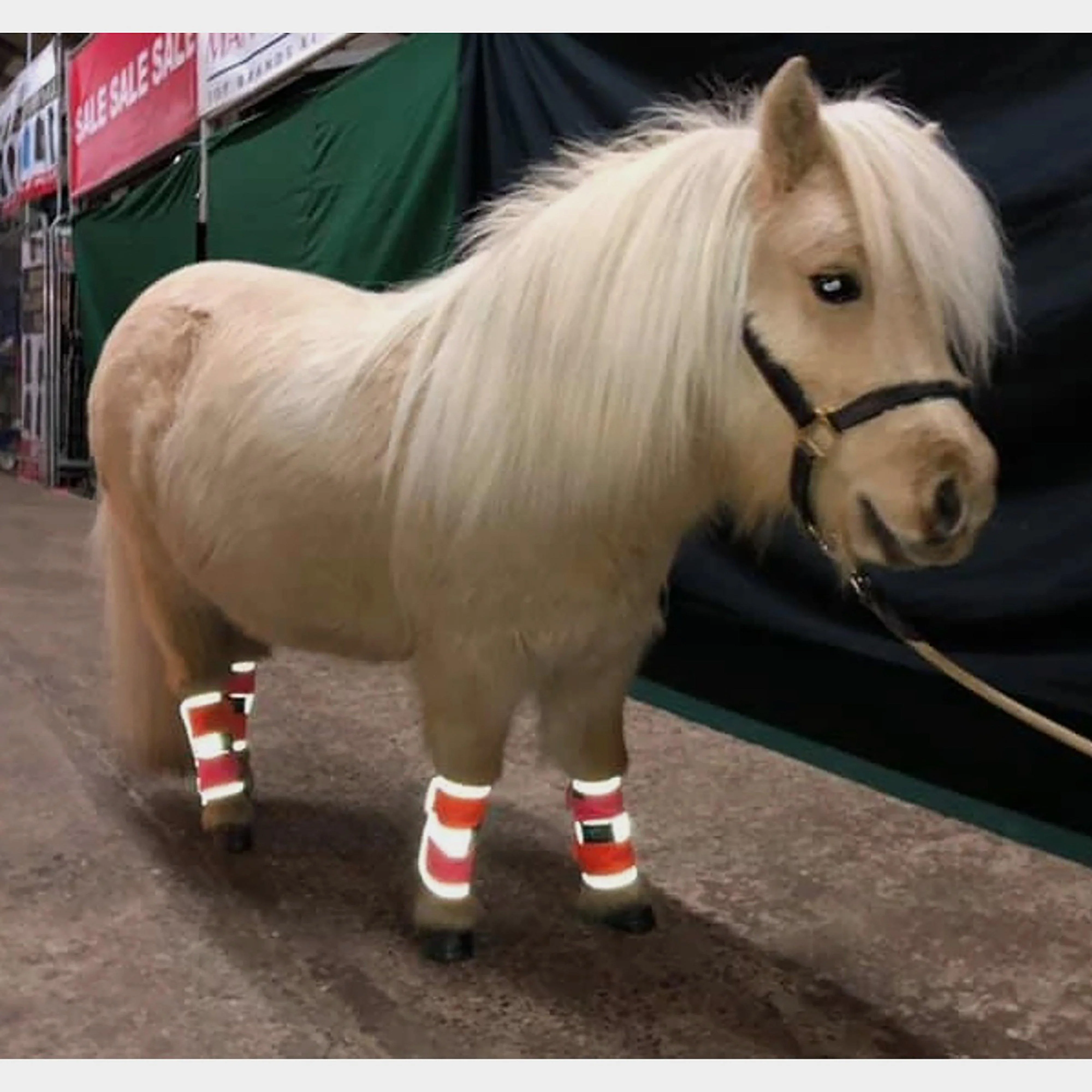 Charlotte Dujardin Multi-Coloured Horse Boots Pink/Orange - Image 3