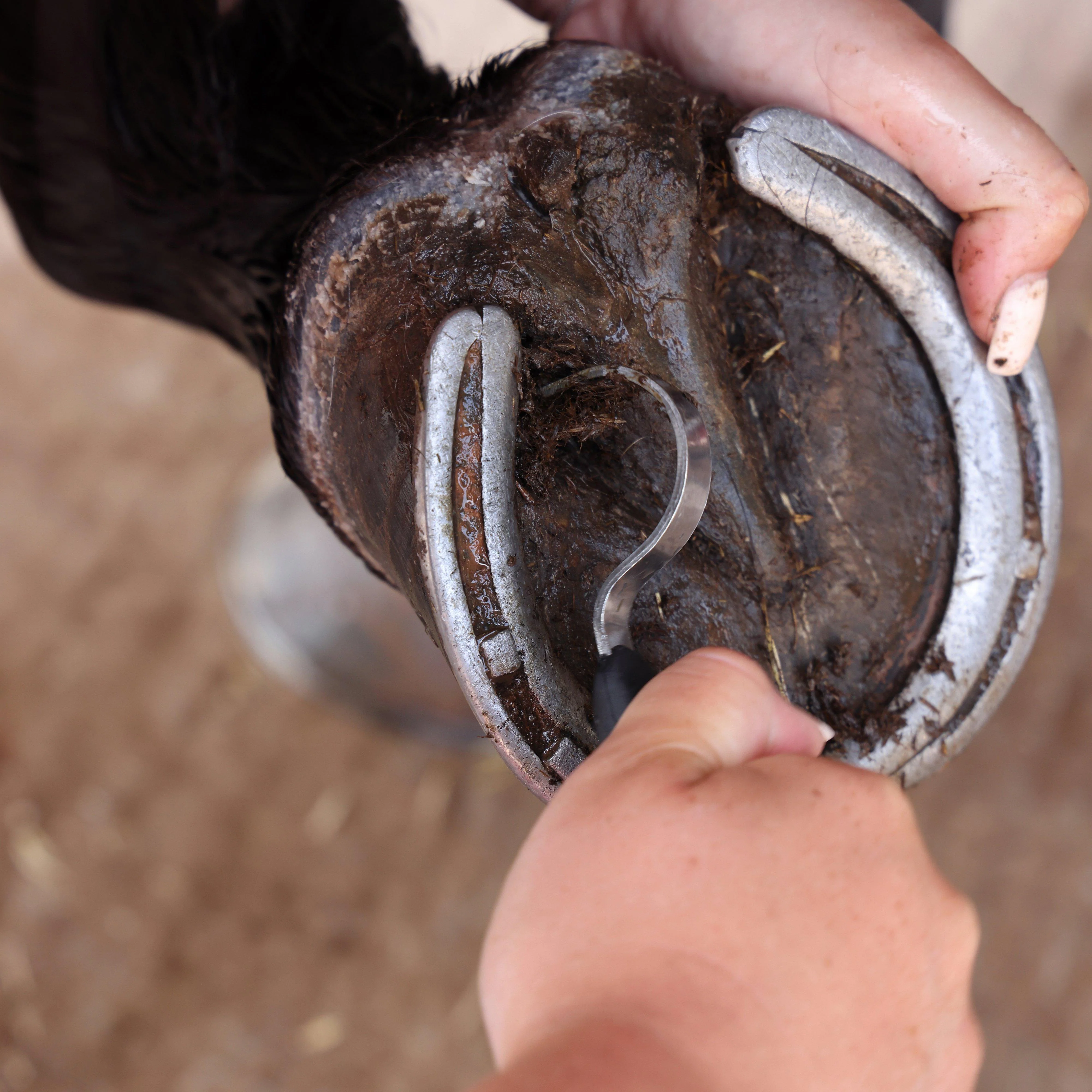 Hoof Pick Green