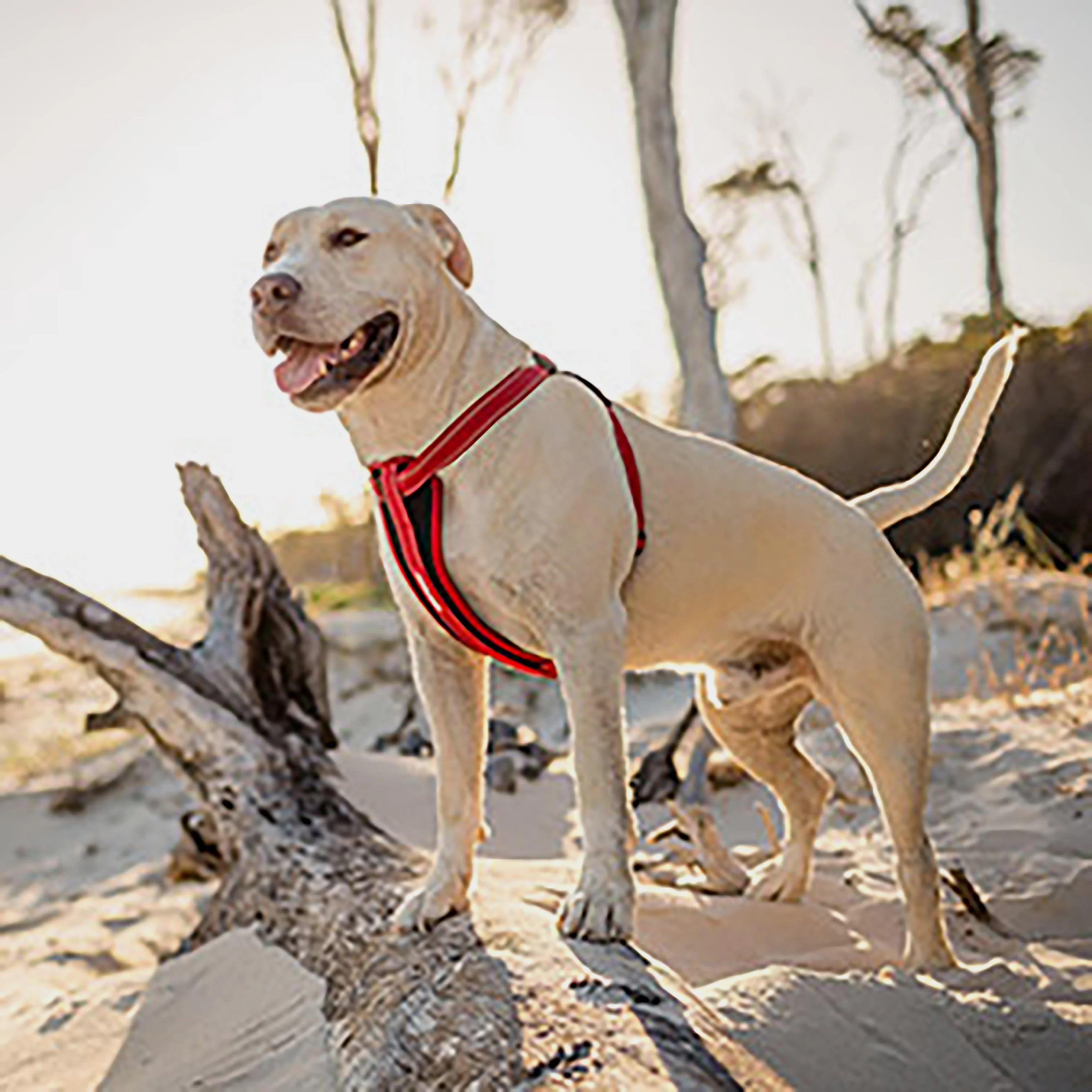 Chest Plate Dog Harness Red Small - Image 2