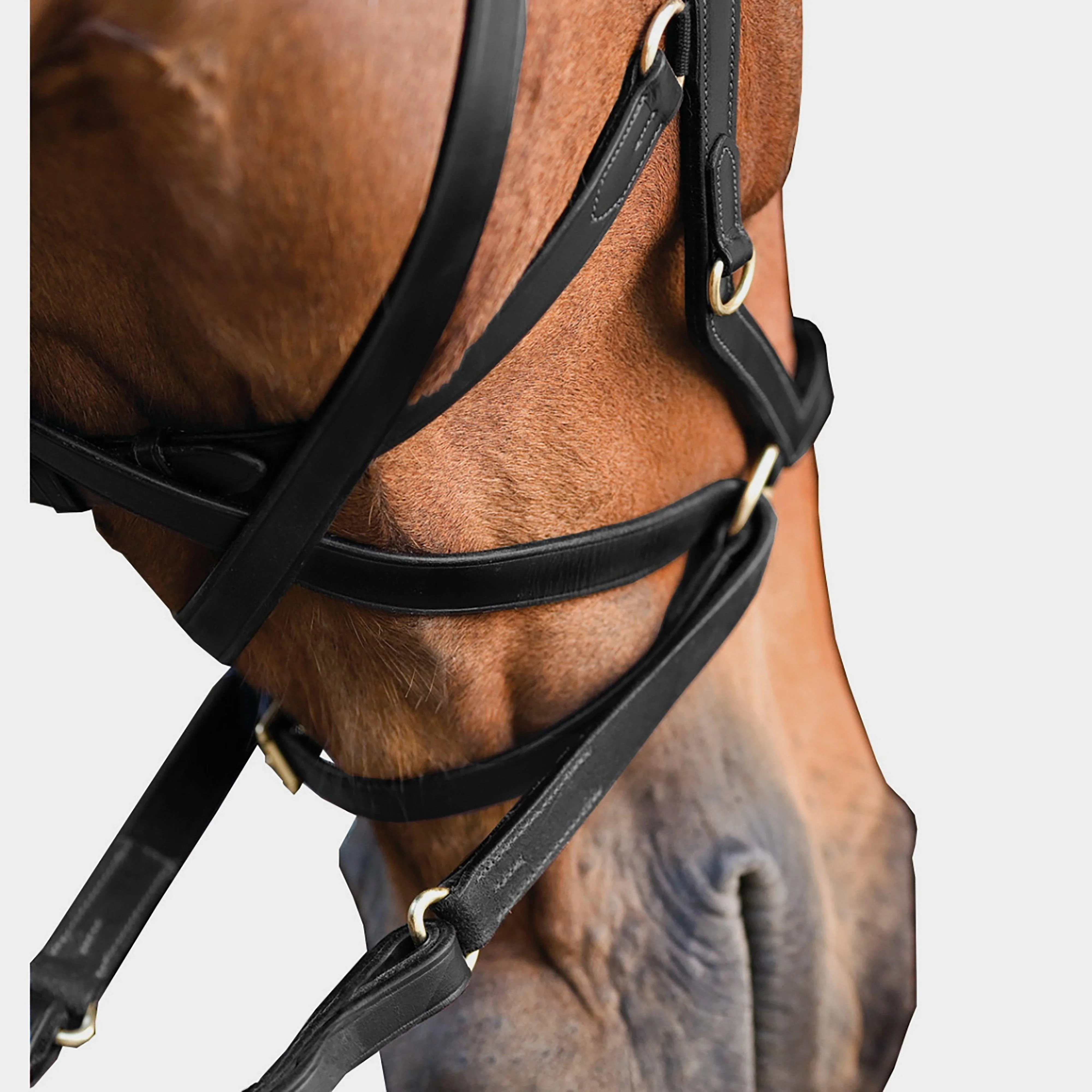 Rambo® Micklem® Multibridle Black - Image 3