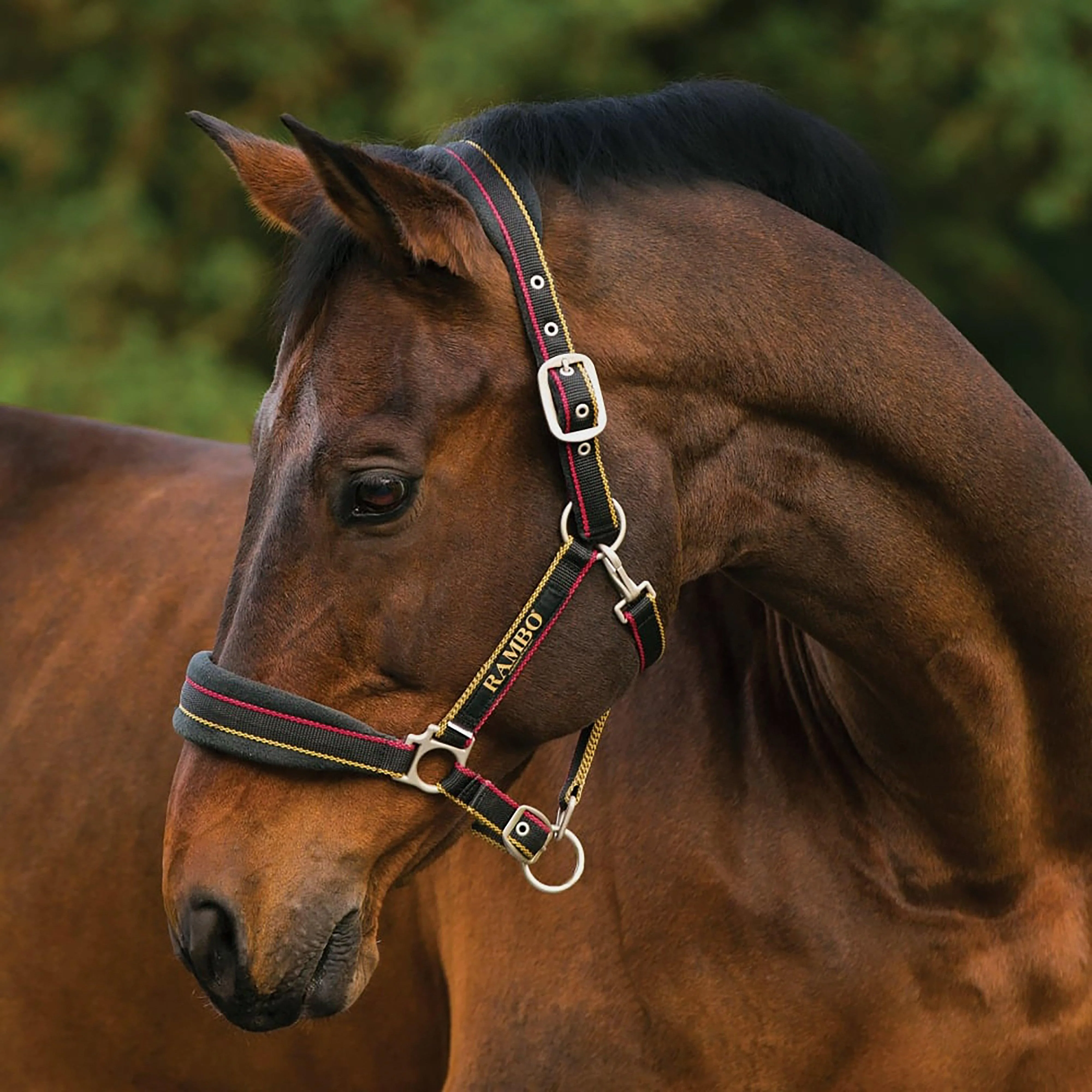 Rambo Padded Headcollar Whitney Stripe Gold - Image 3