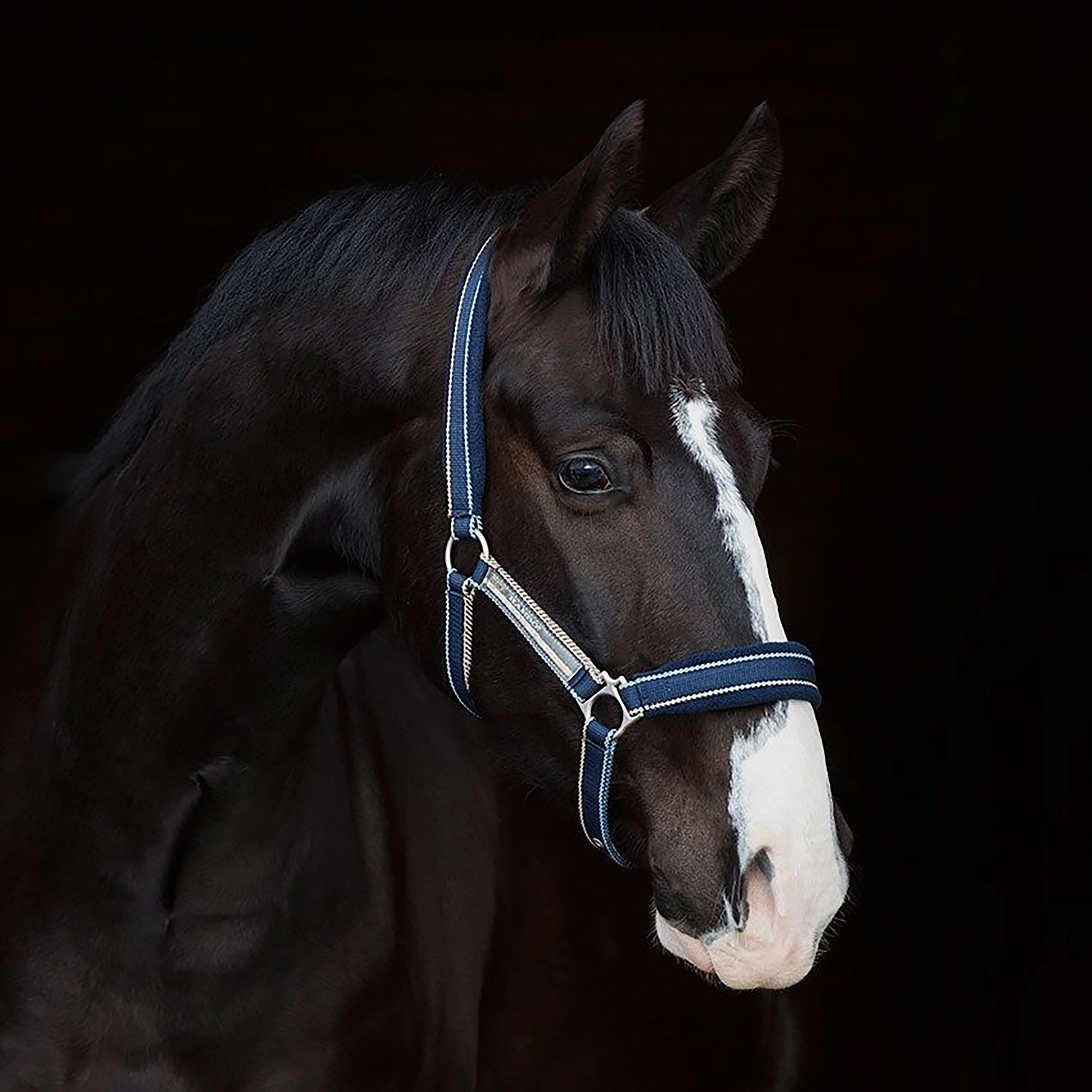 Rambo Padded Headcollar Whitney Stripe Navy - Image 2
