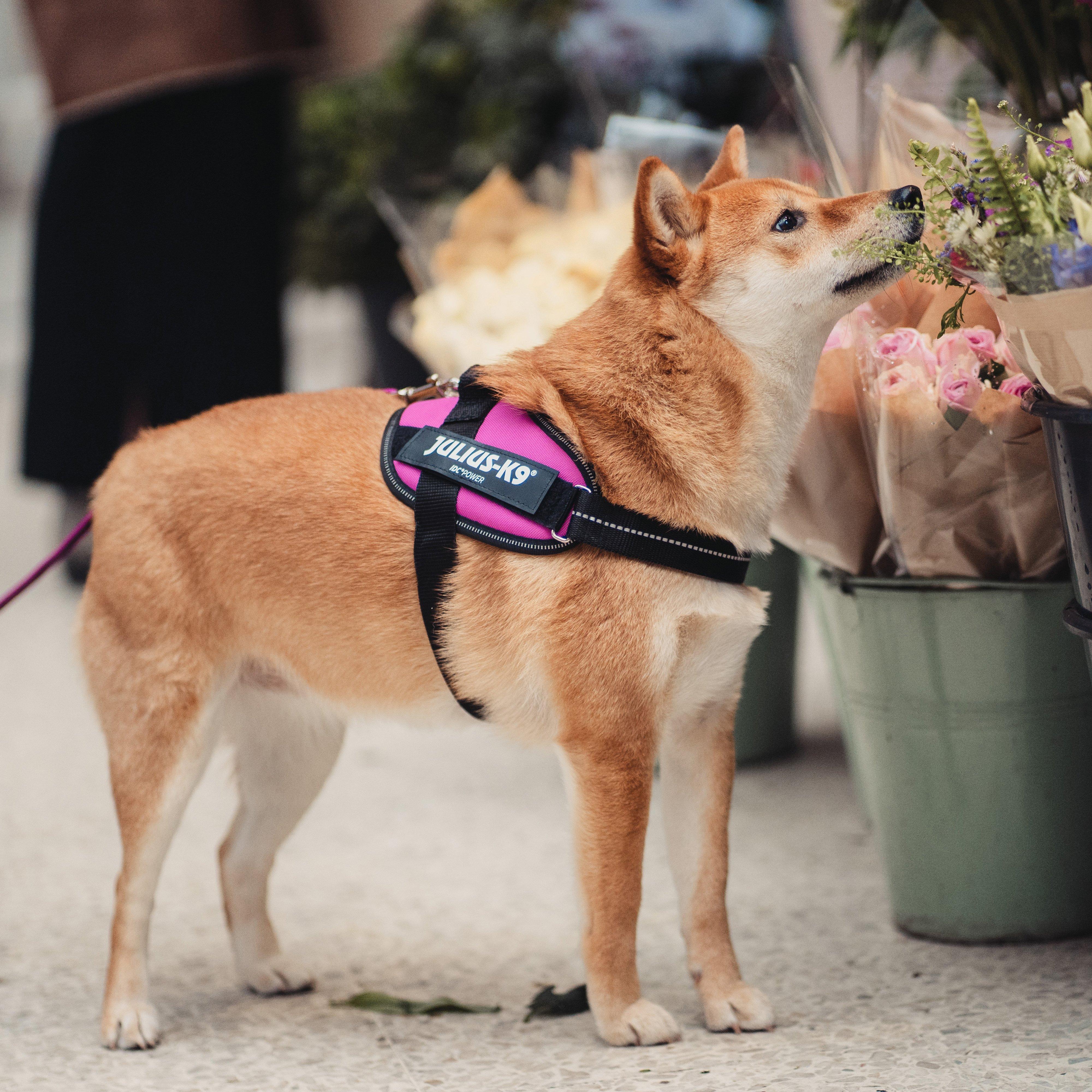 IDC K9 Powerharness Pink Mini - Image 2