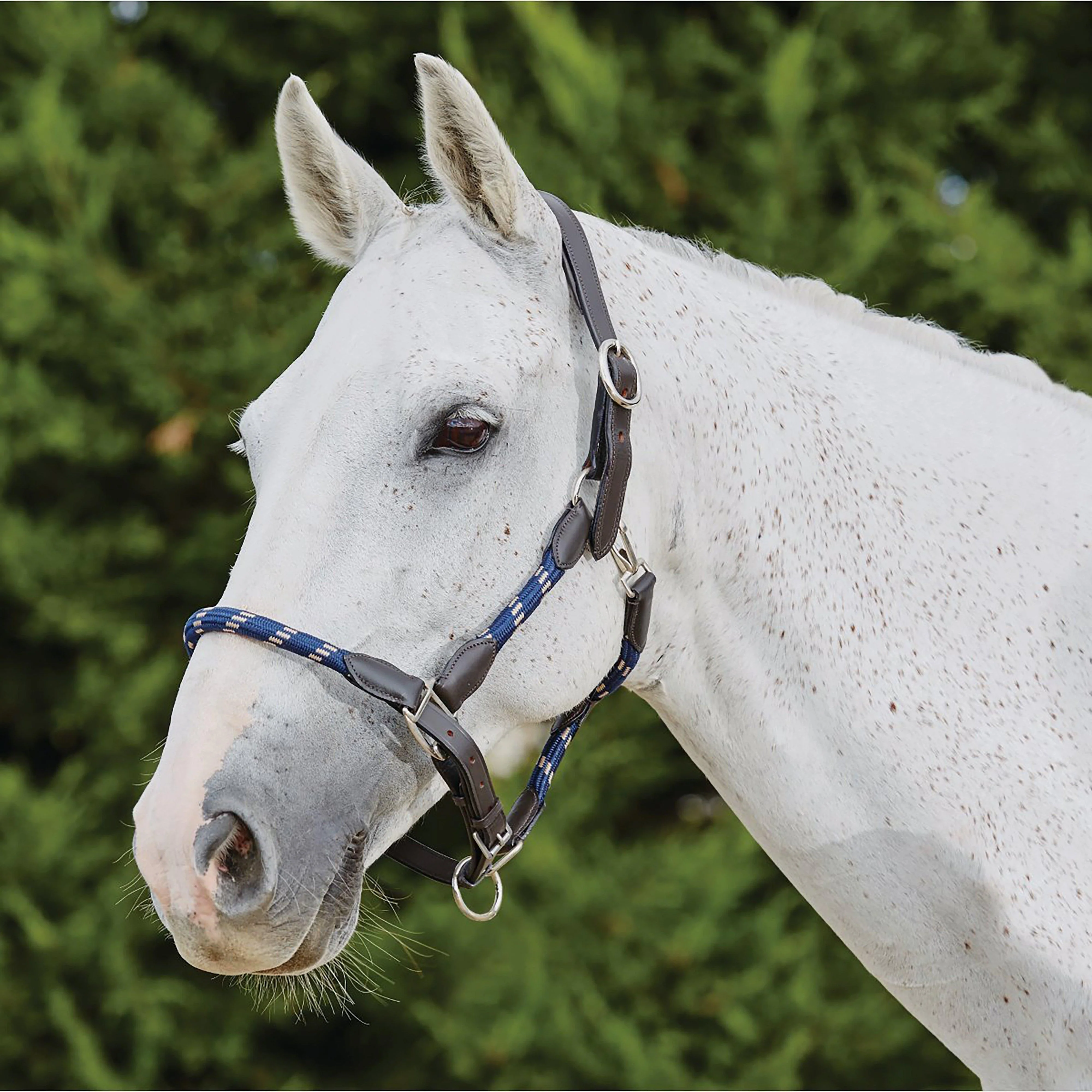 Leather Headcollar Navy - Image 2