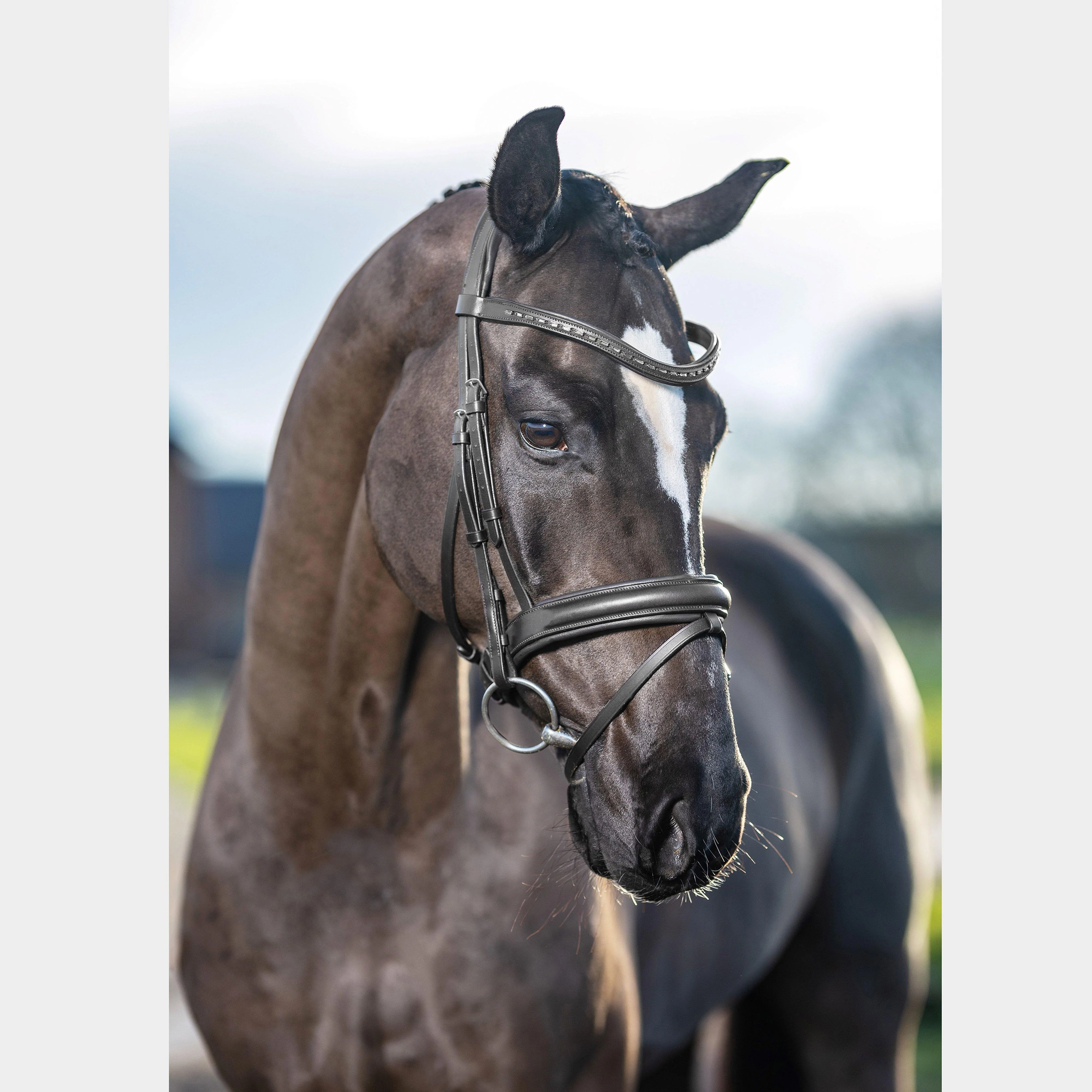 Arika Dressage Bridle Black/Silver - Image 4