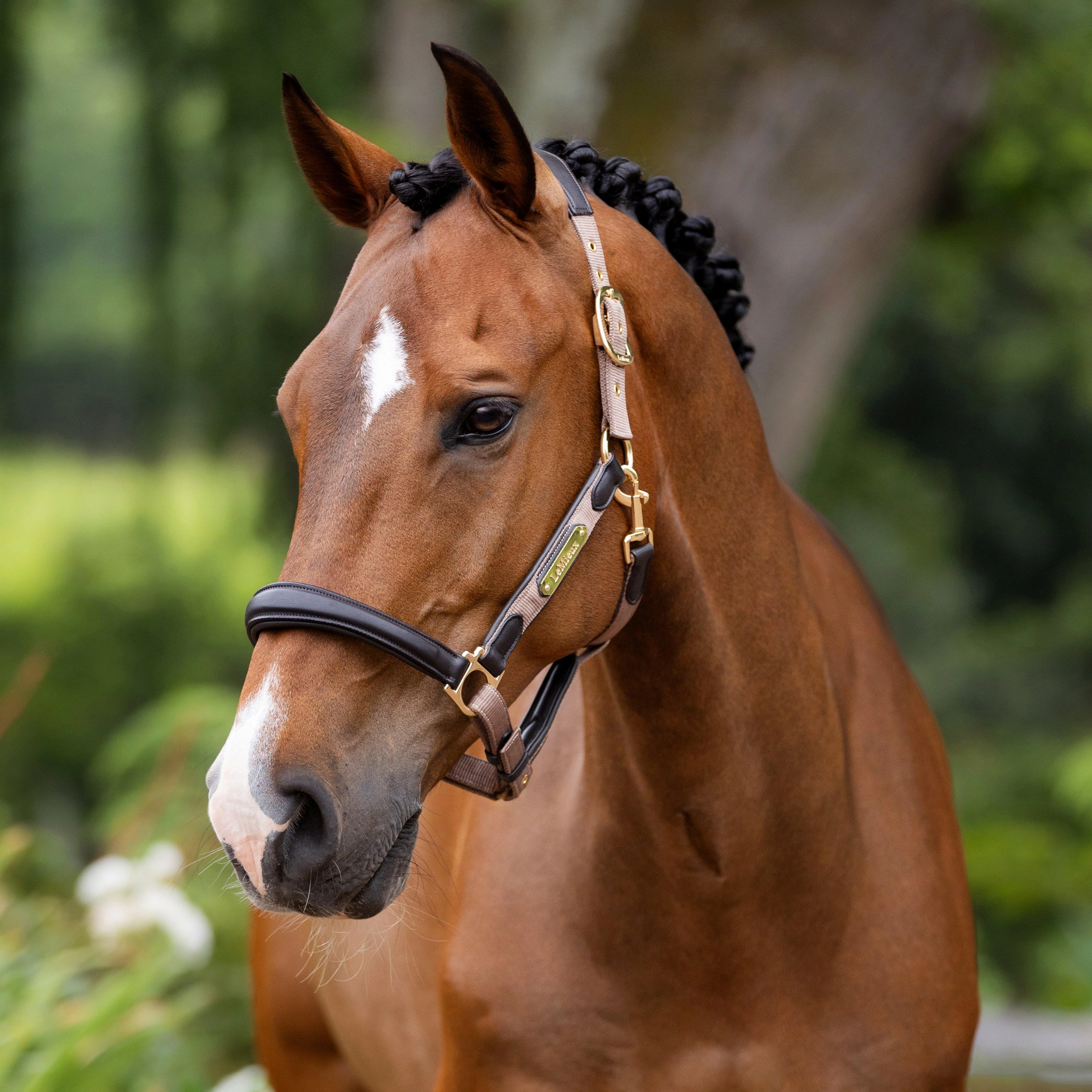 Capella Headcollar Mink - Image 2