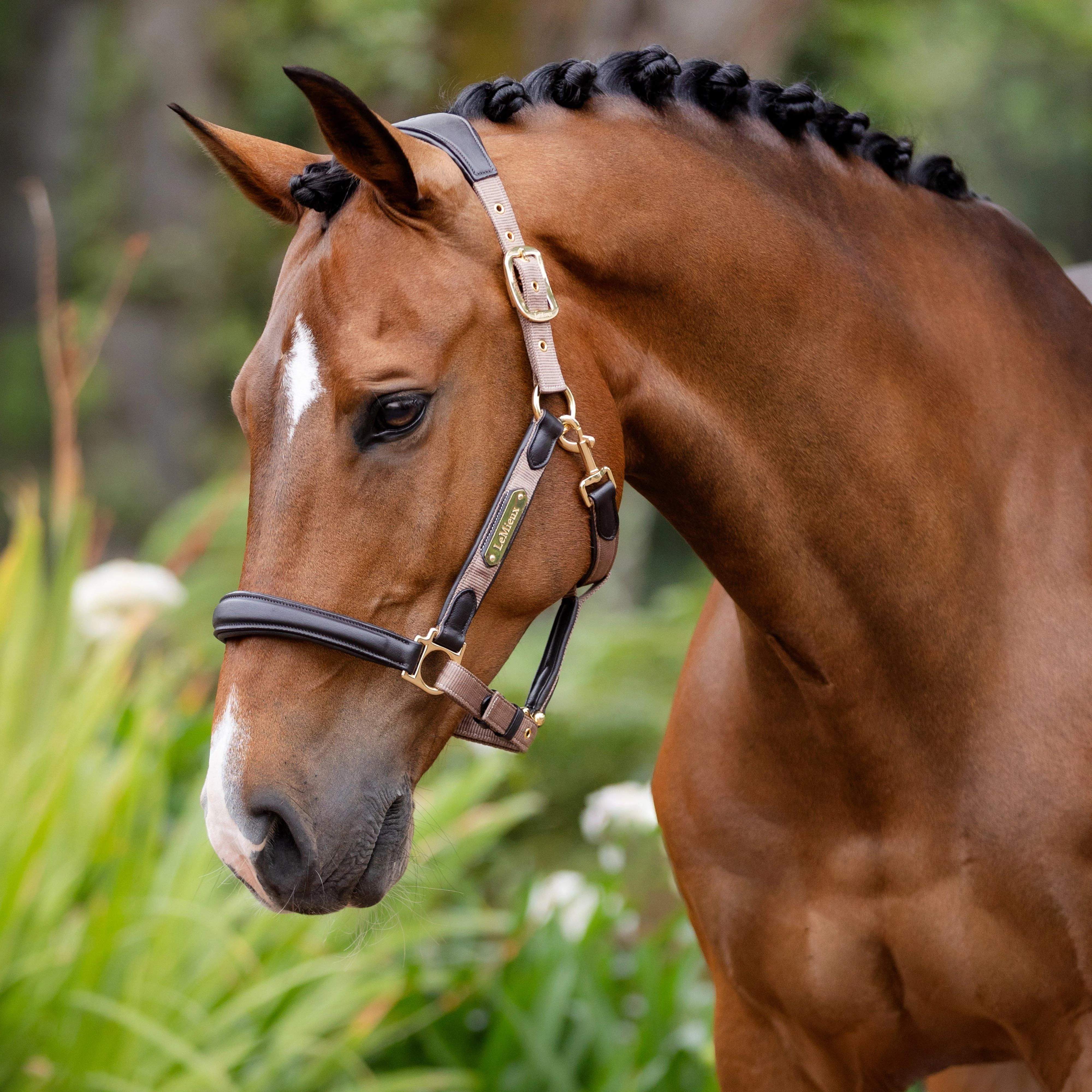 Capella Headcollar Mink - Image 3