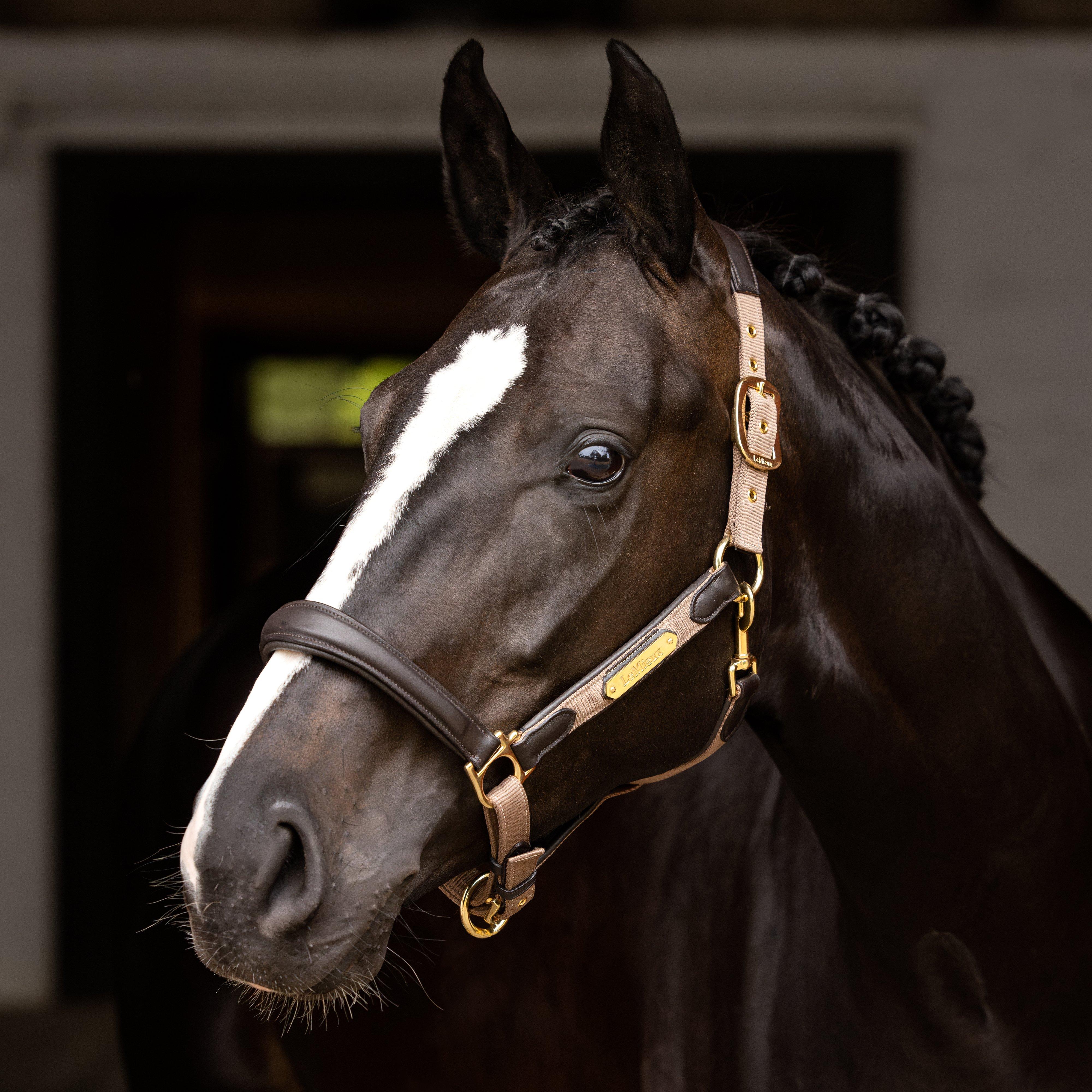 Capella Headcollar Mink - Image 4