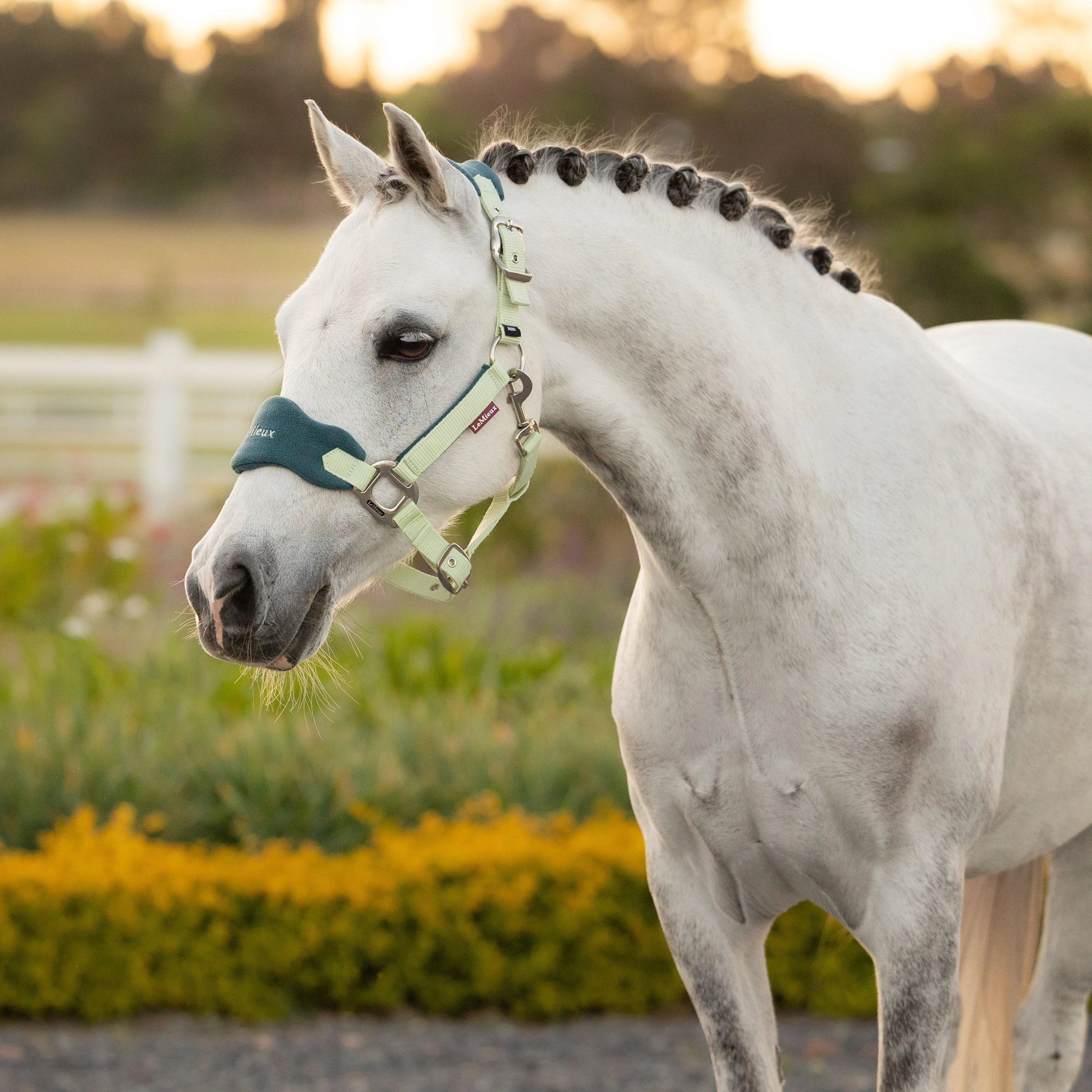 Mini Vogue Headcollar and Leadrope Macaron - Image 2