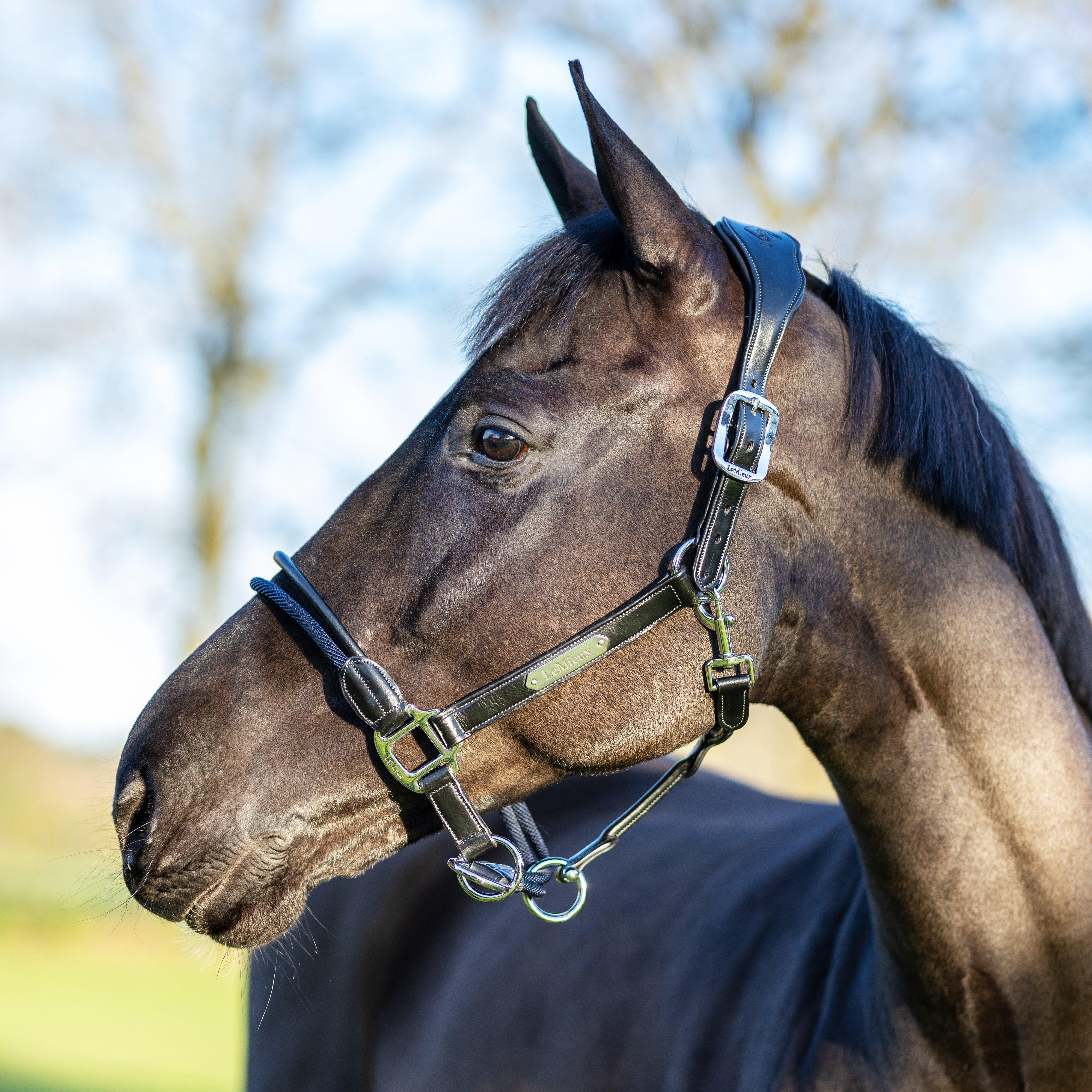 Rope Control Headcollar Black - Image 2