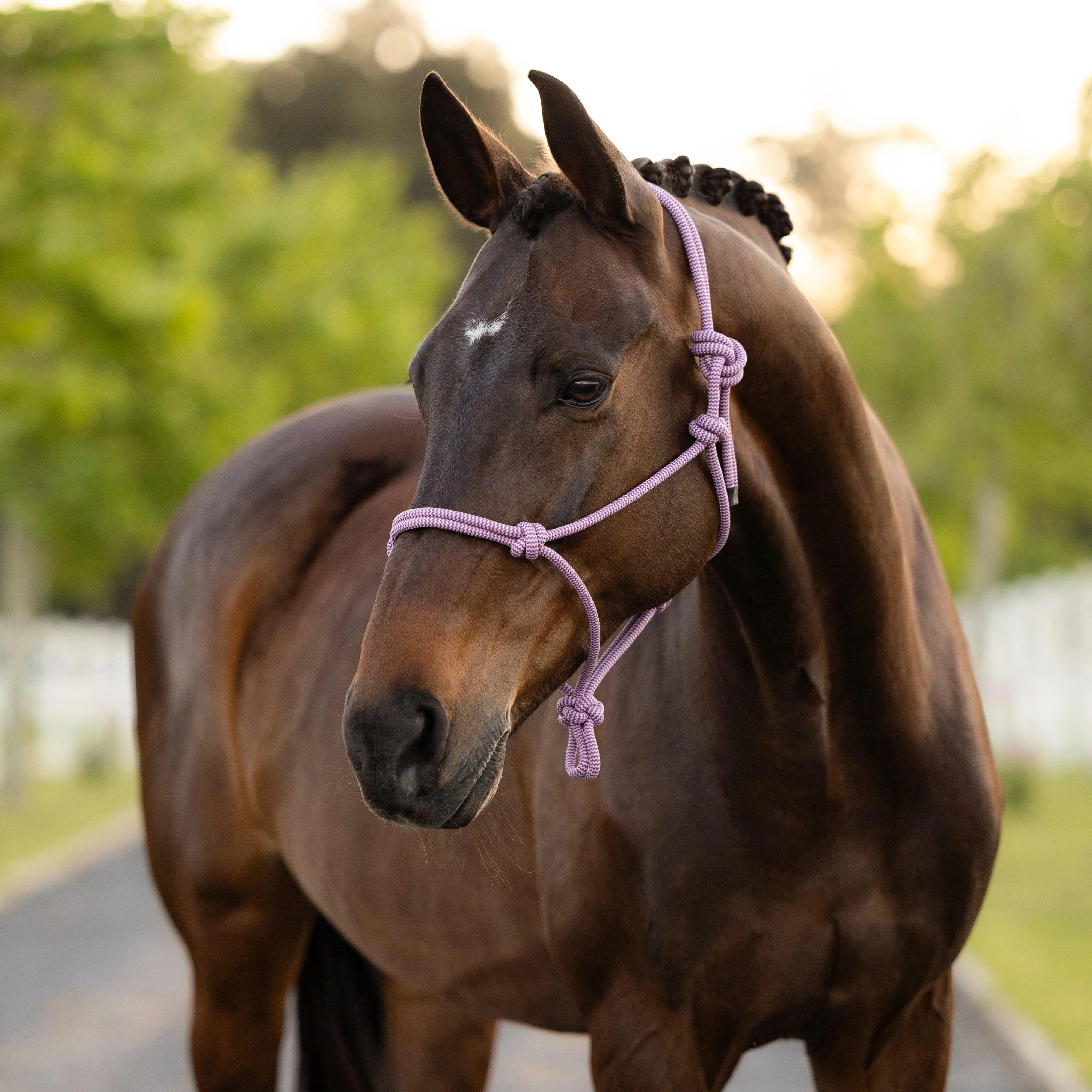 Rope Headcollar Fondant - Image 2