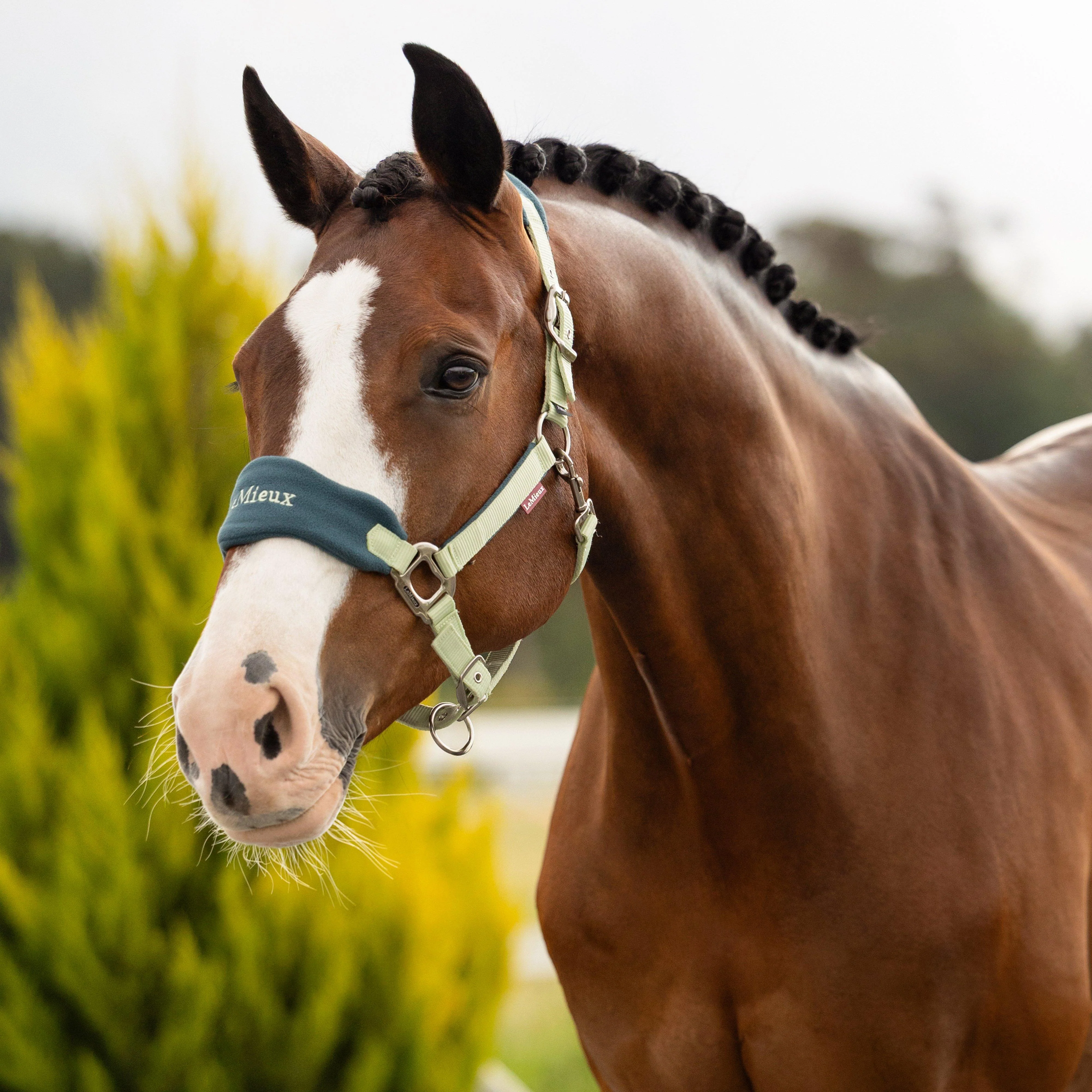 Vogue Headcollar & Leadrope Macaron - Image 2