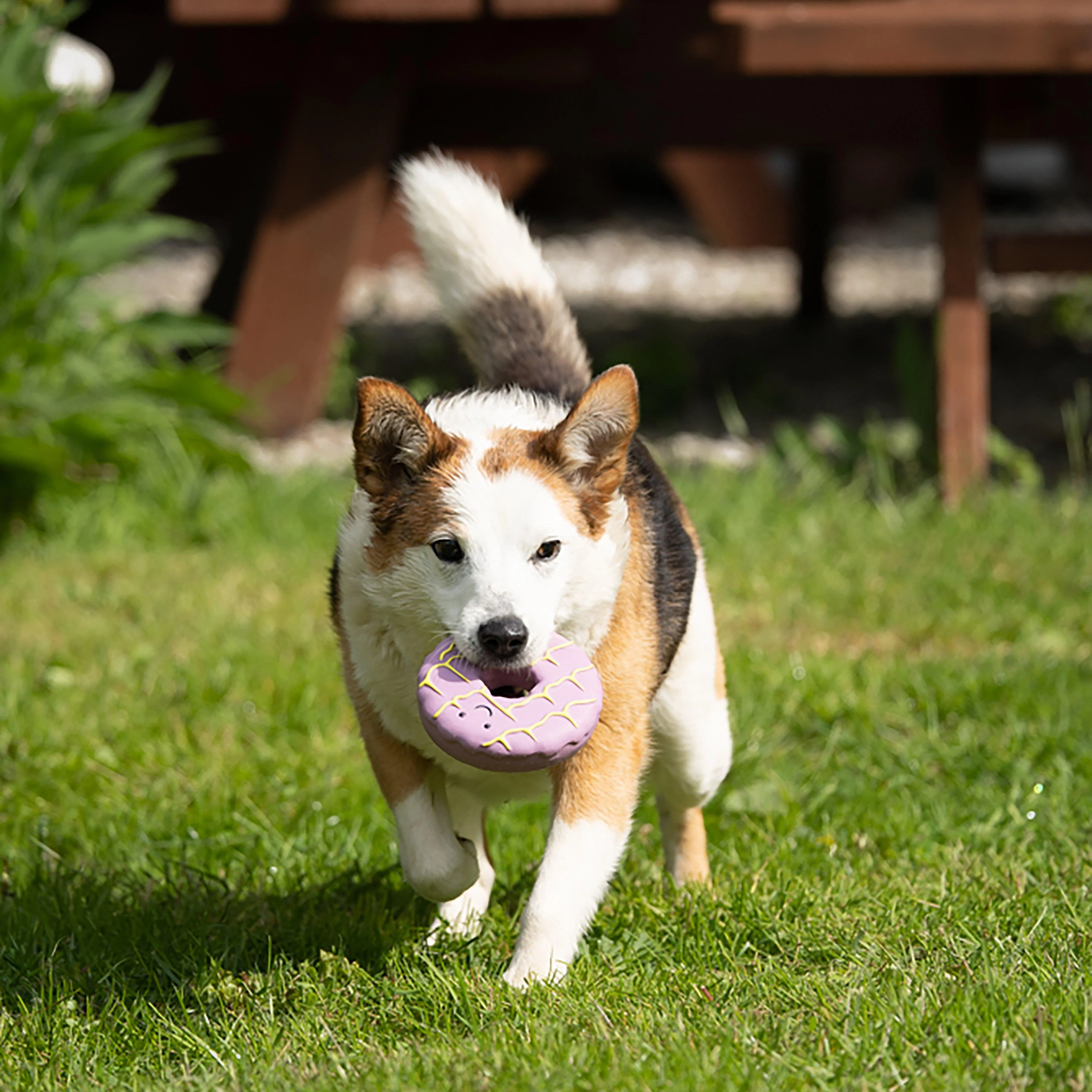 Iced Ring Biscuit Latex Dog Toy - Image 4