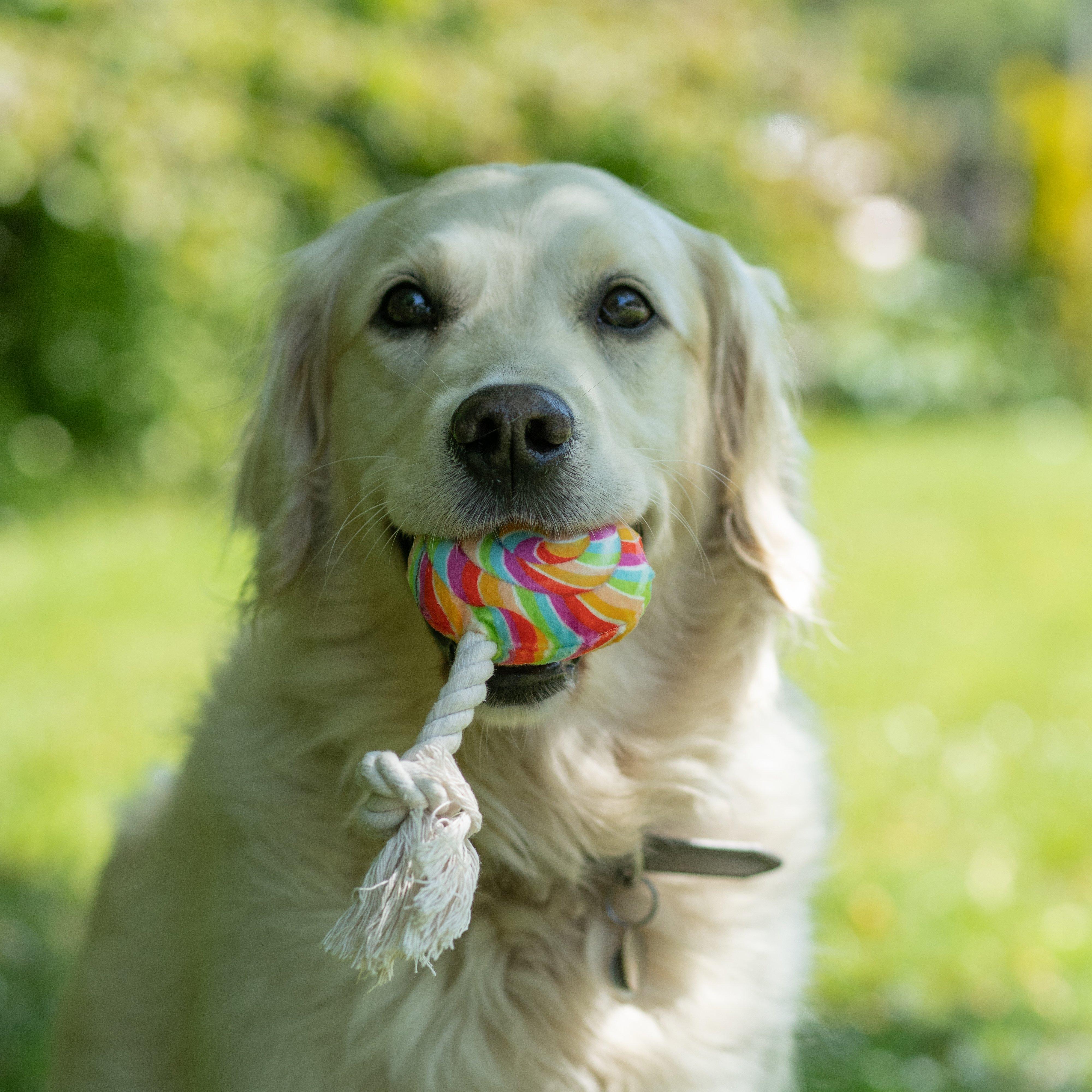 Lilly Lollipop Plush & Rope Dog Toy - Image 2