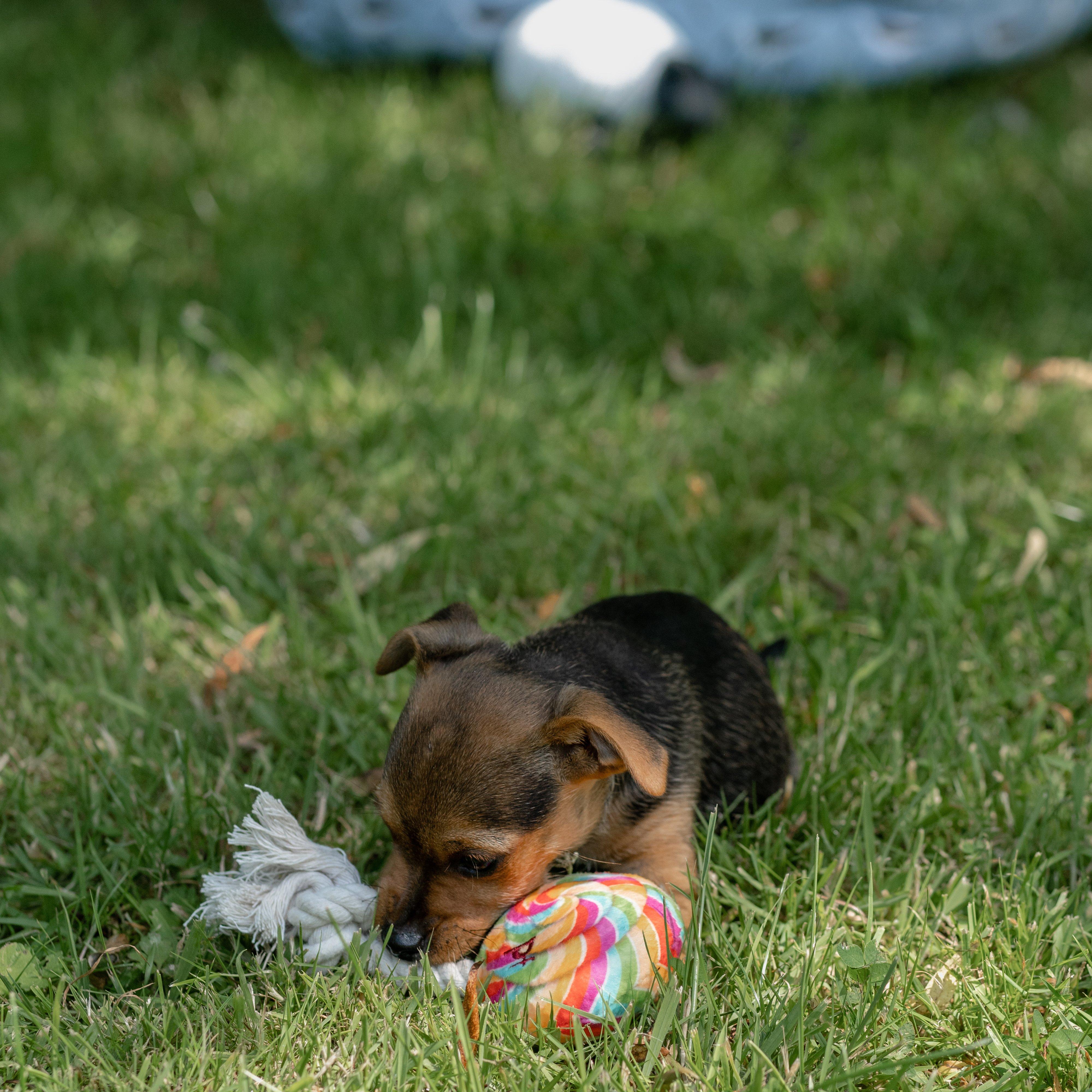 Lilly Lollipop Plush & Rope Dog Toy - Image 3