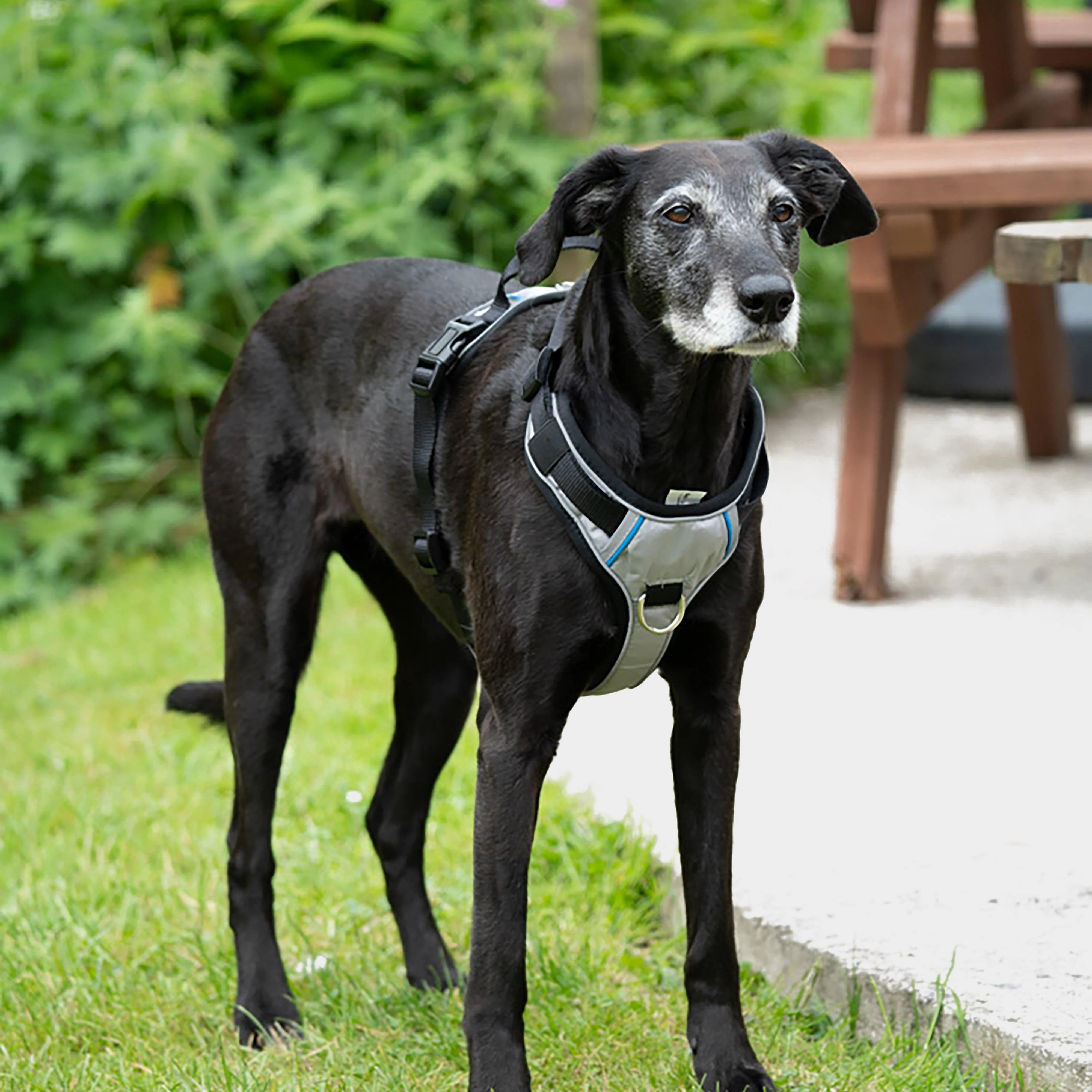 Outdoor Paws Adventure Dog Harness Silver/Grey L - Image 5