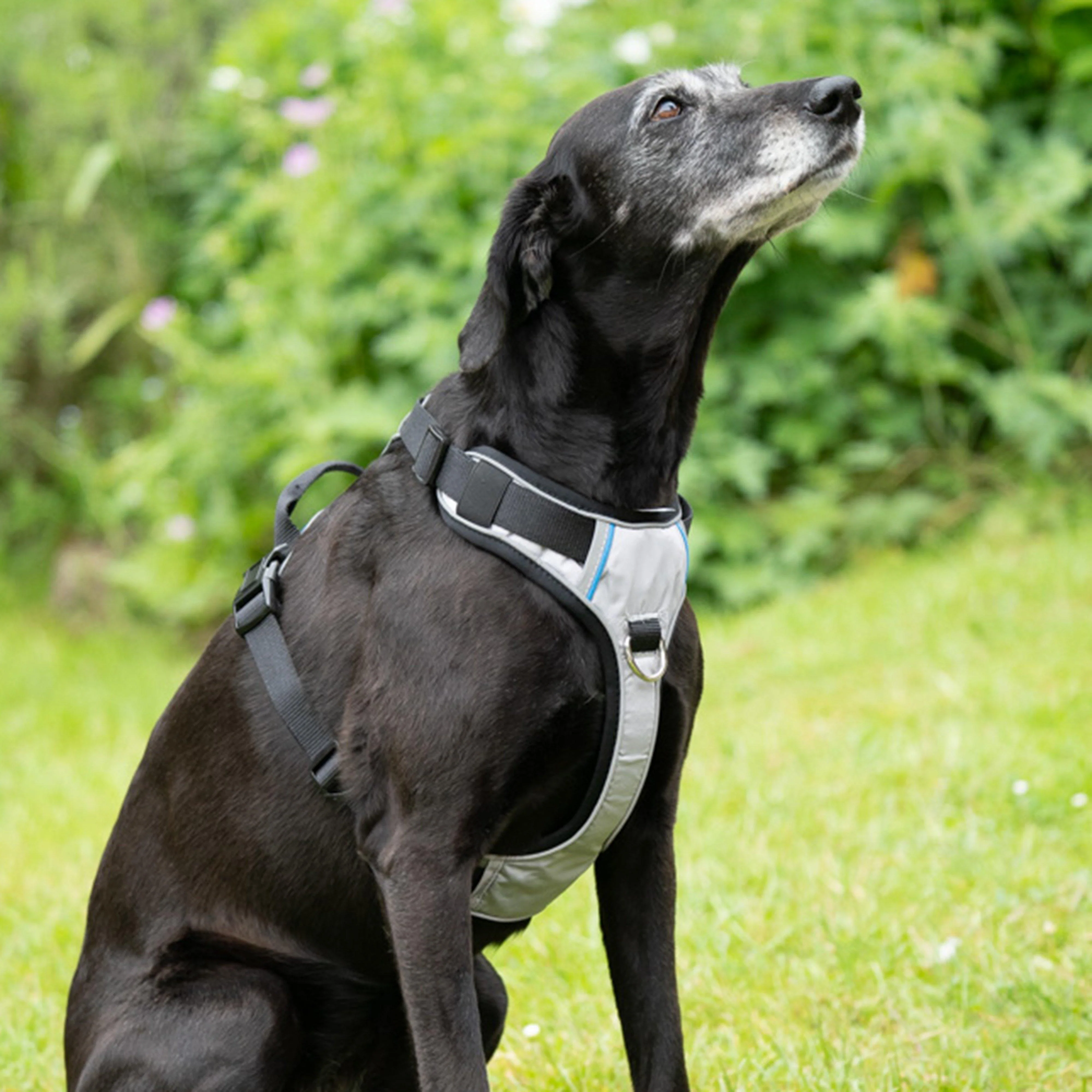 Outdoor Paws Adventure Dog Harness Silver/Grey L - Image 6