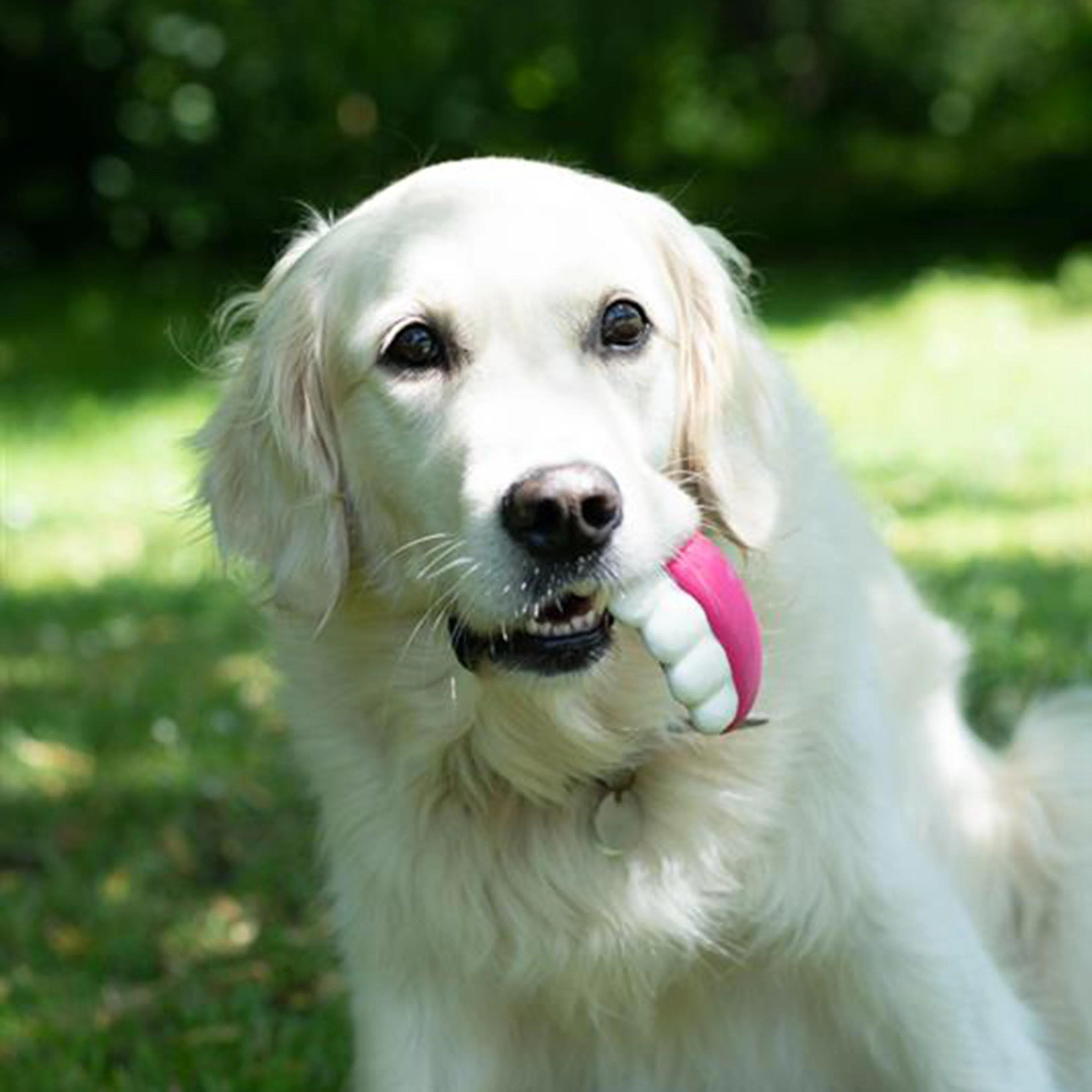 Pearly White Teeth Sweet Latex Dog Toy - Image 4