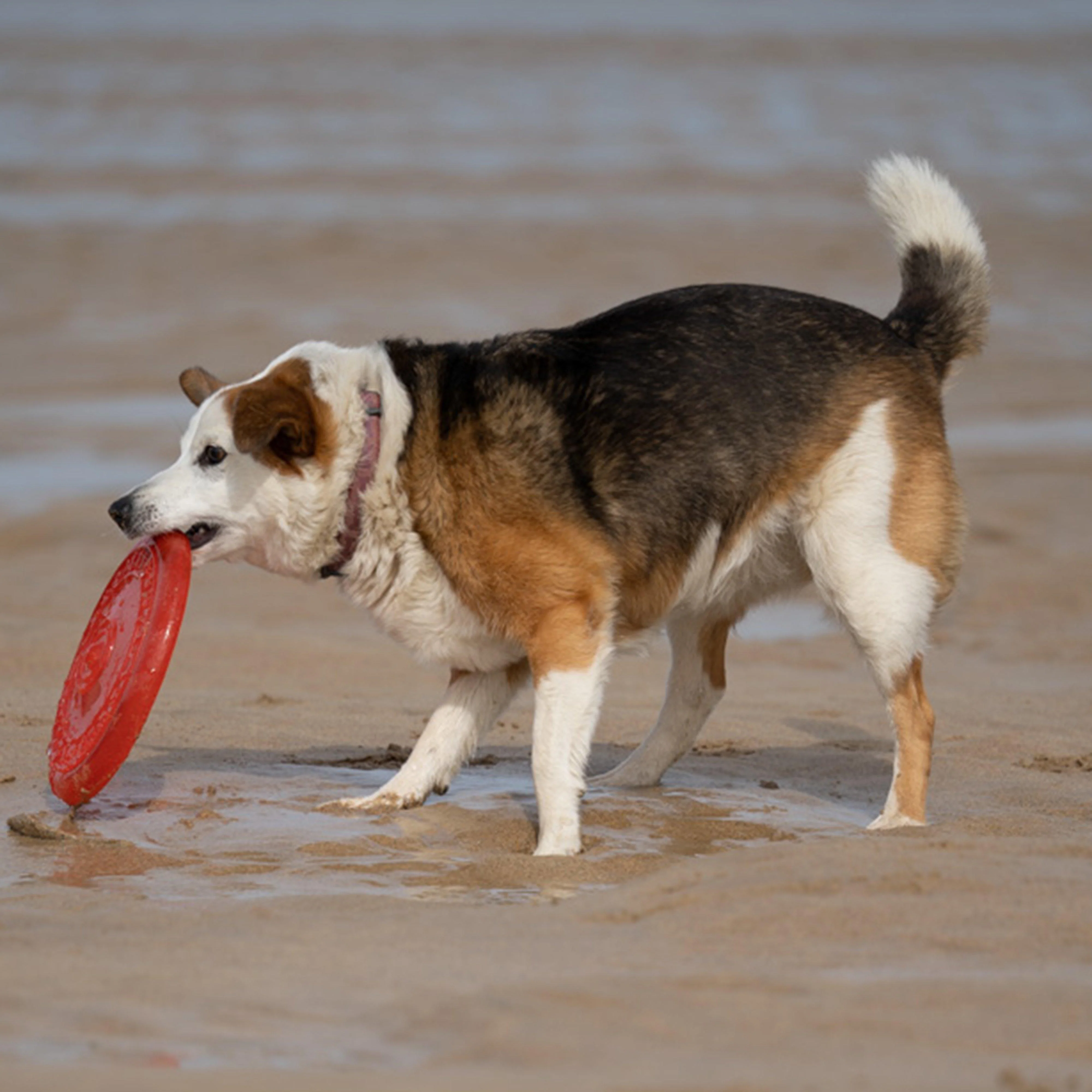 TPR Frisbee Dog Toy - Image 6