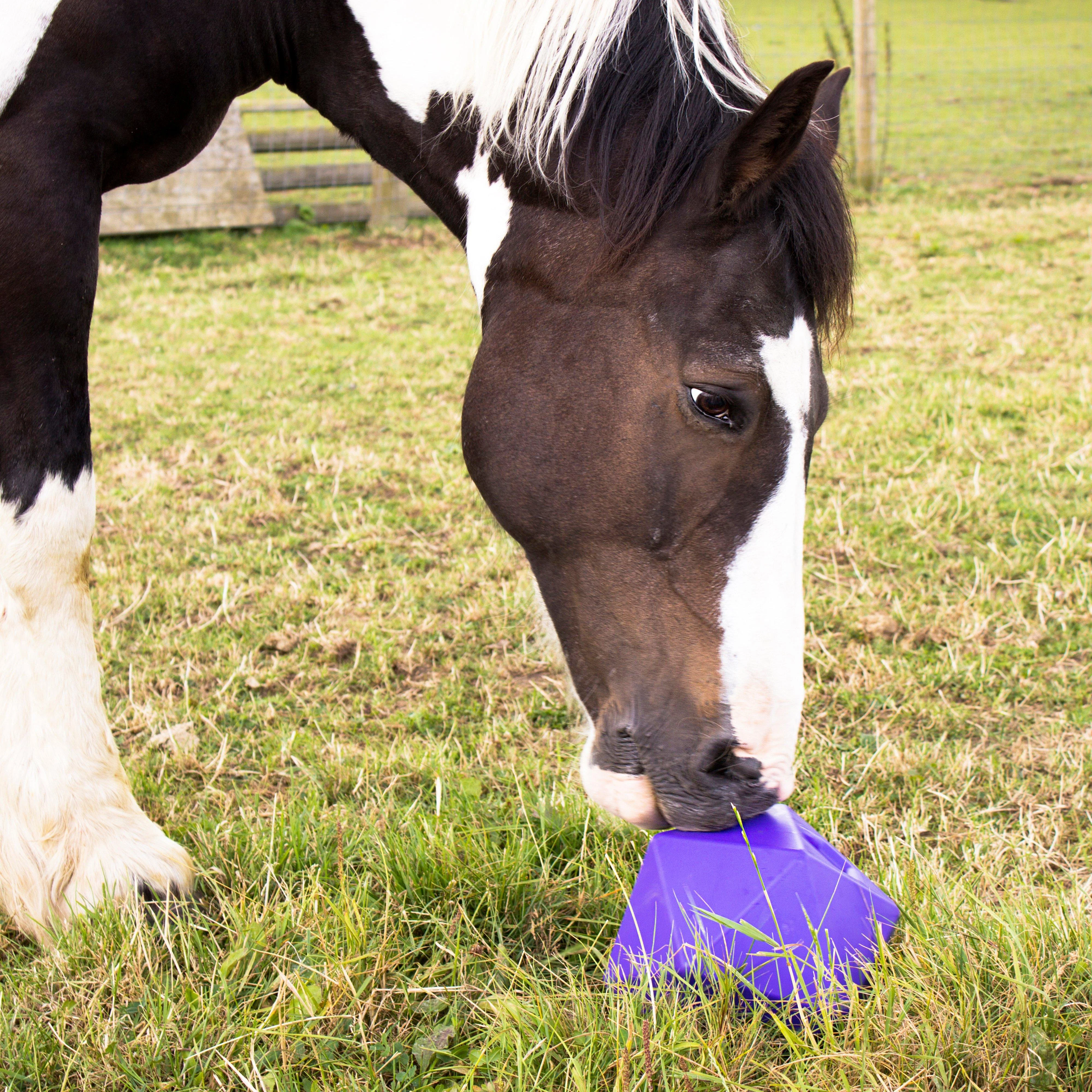 Drip Feed Treat Ball Purple - Image 4