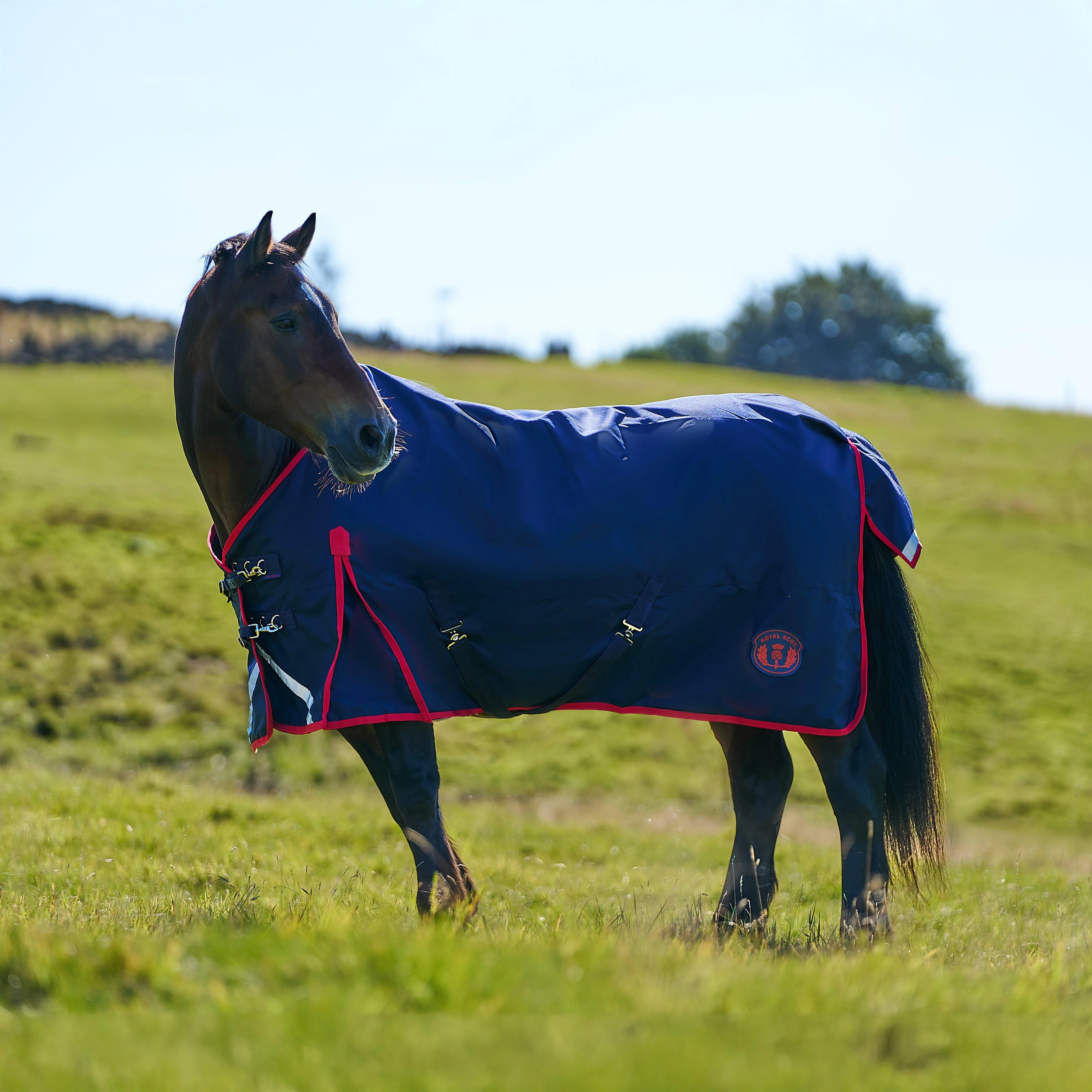 Original 50g Lightweight Standard Neck Turnout Rug Navy/Red - Image 8