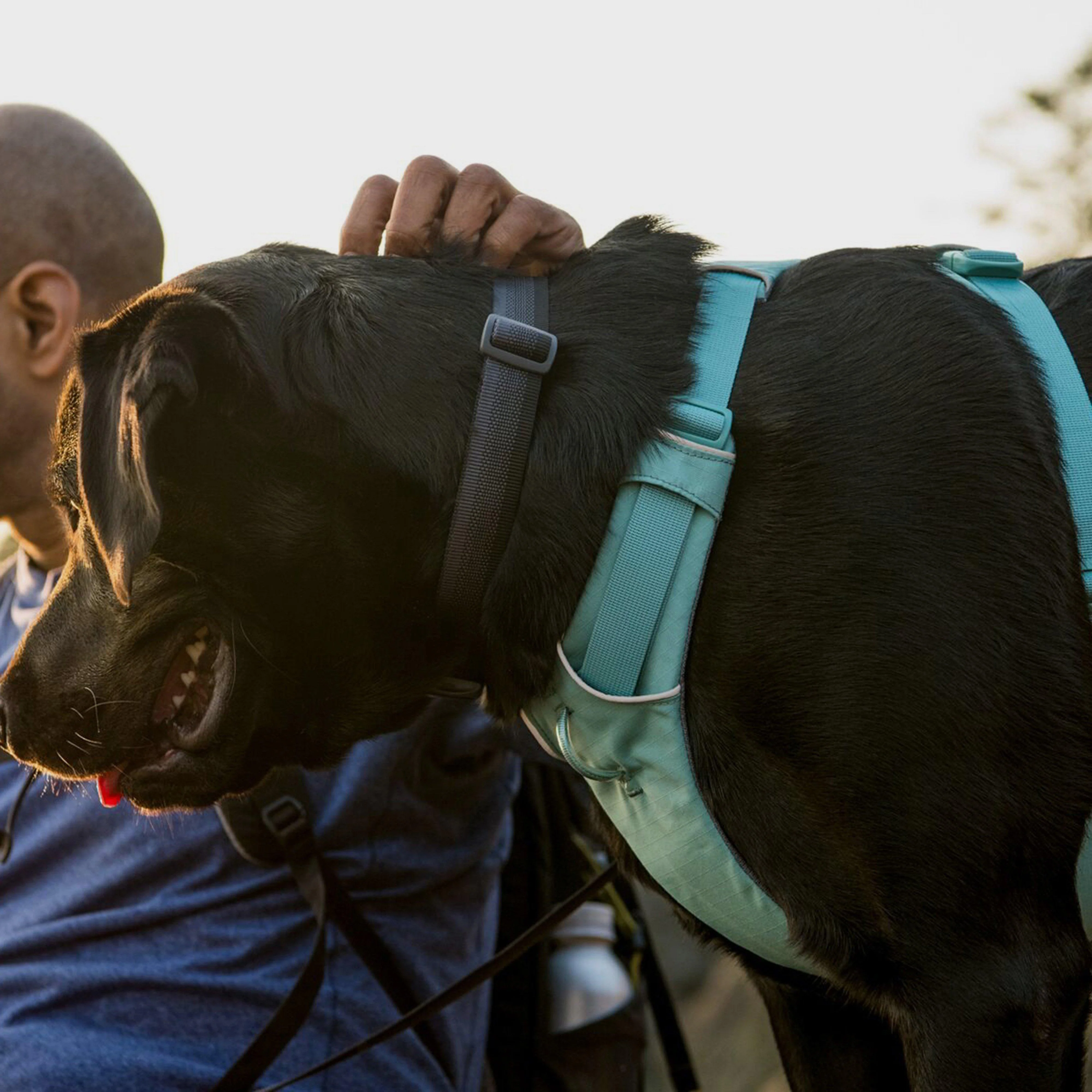 Front Range Dog Harness River Rock Green - Image 9