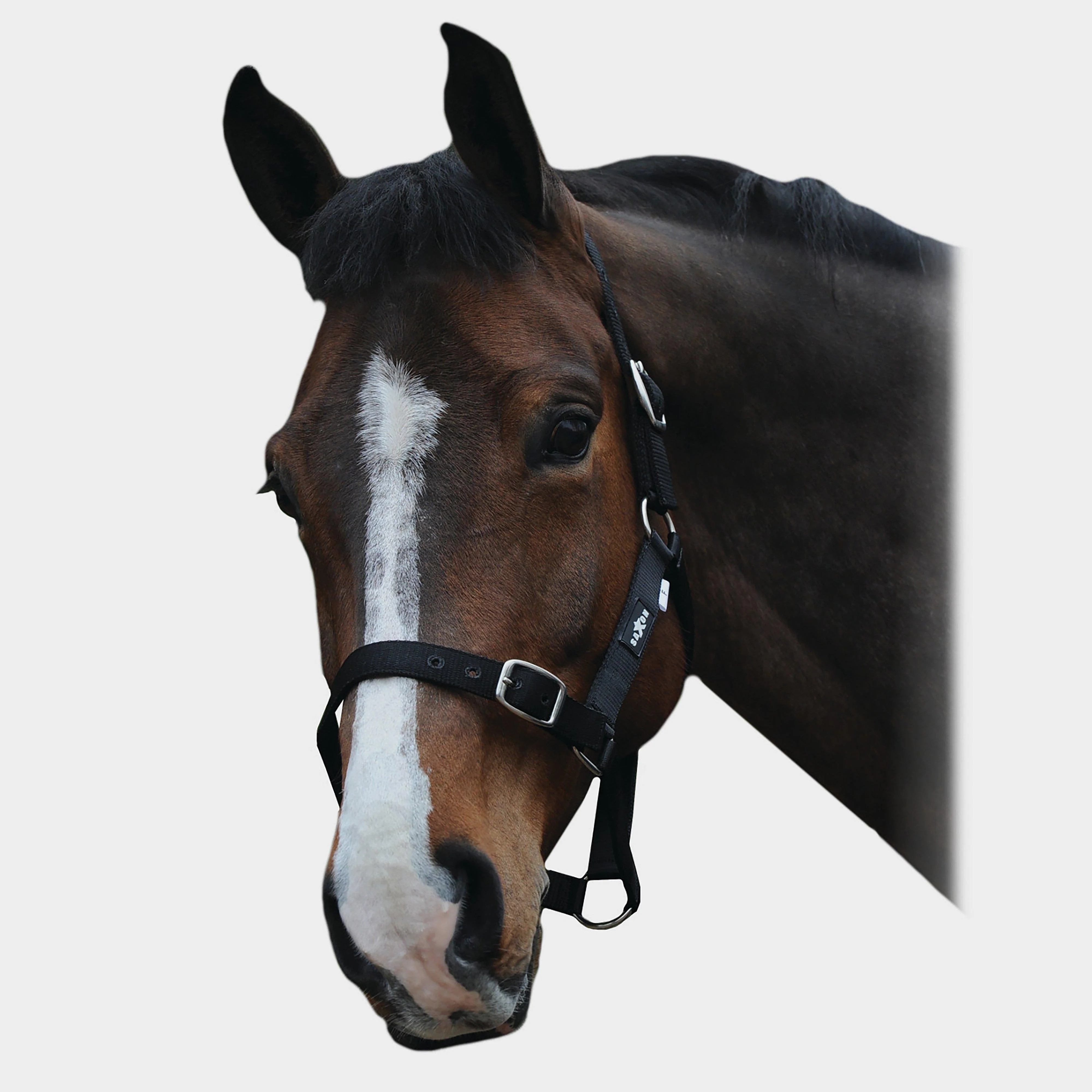Economy Headcollar Black - Image 2