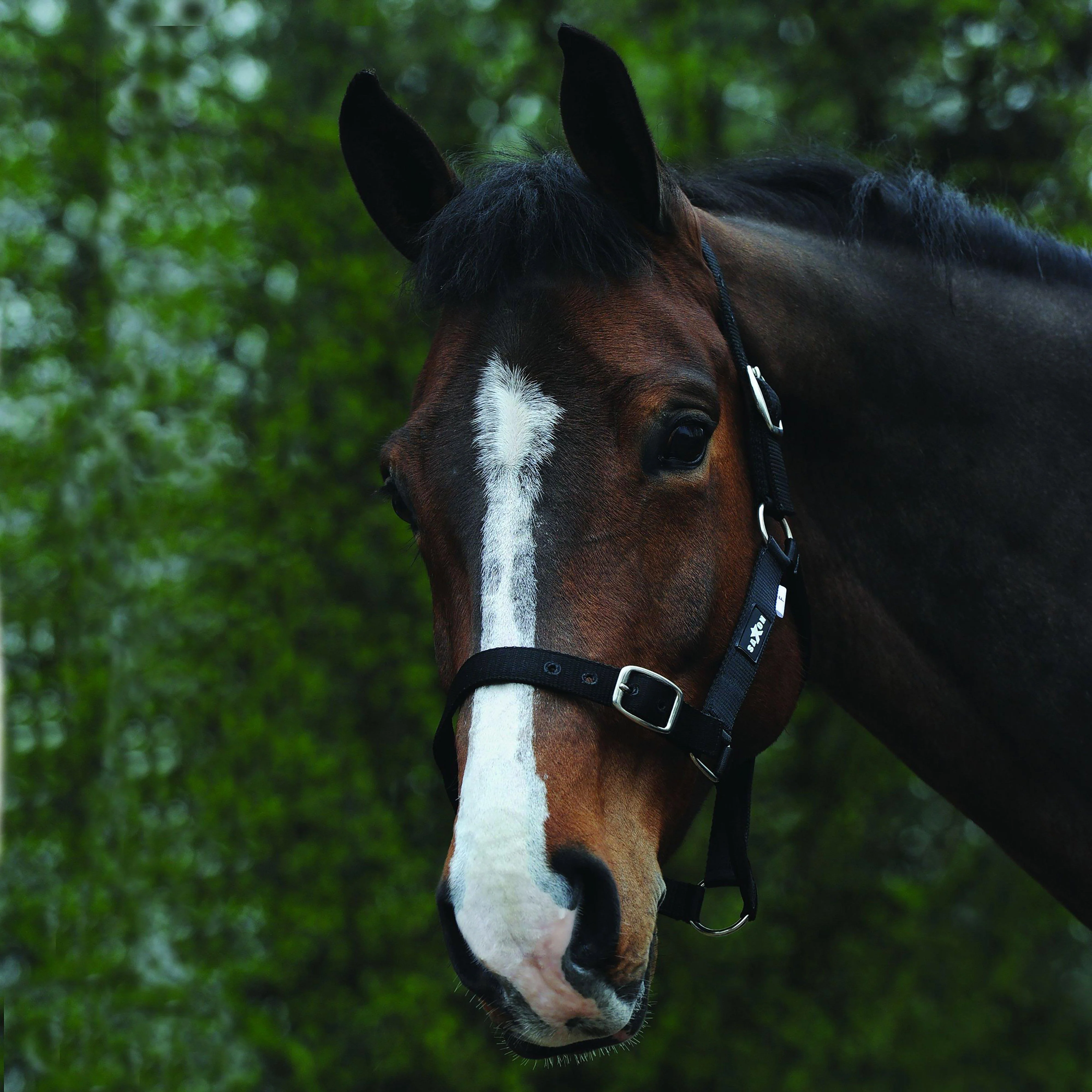 Economy Headcollar Black - Image 3
