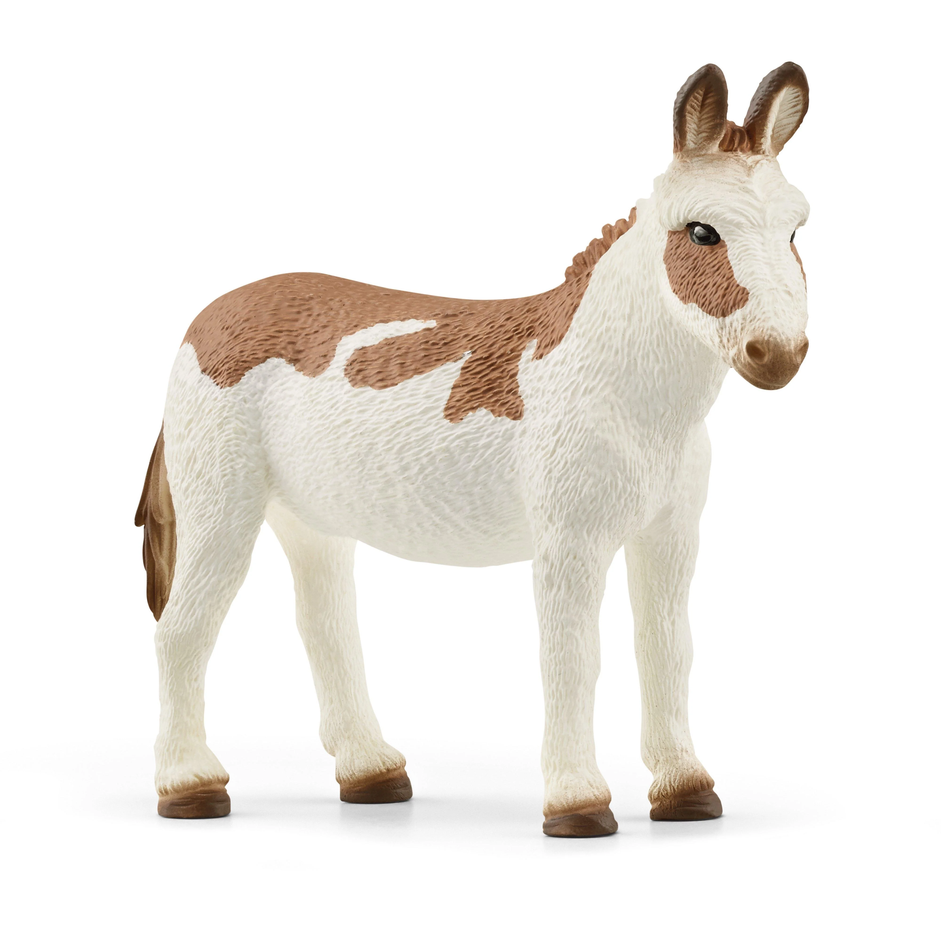 American Spotted Donkey - Image 5