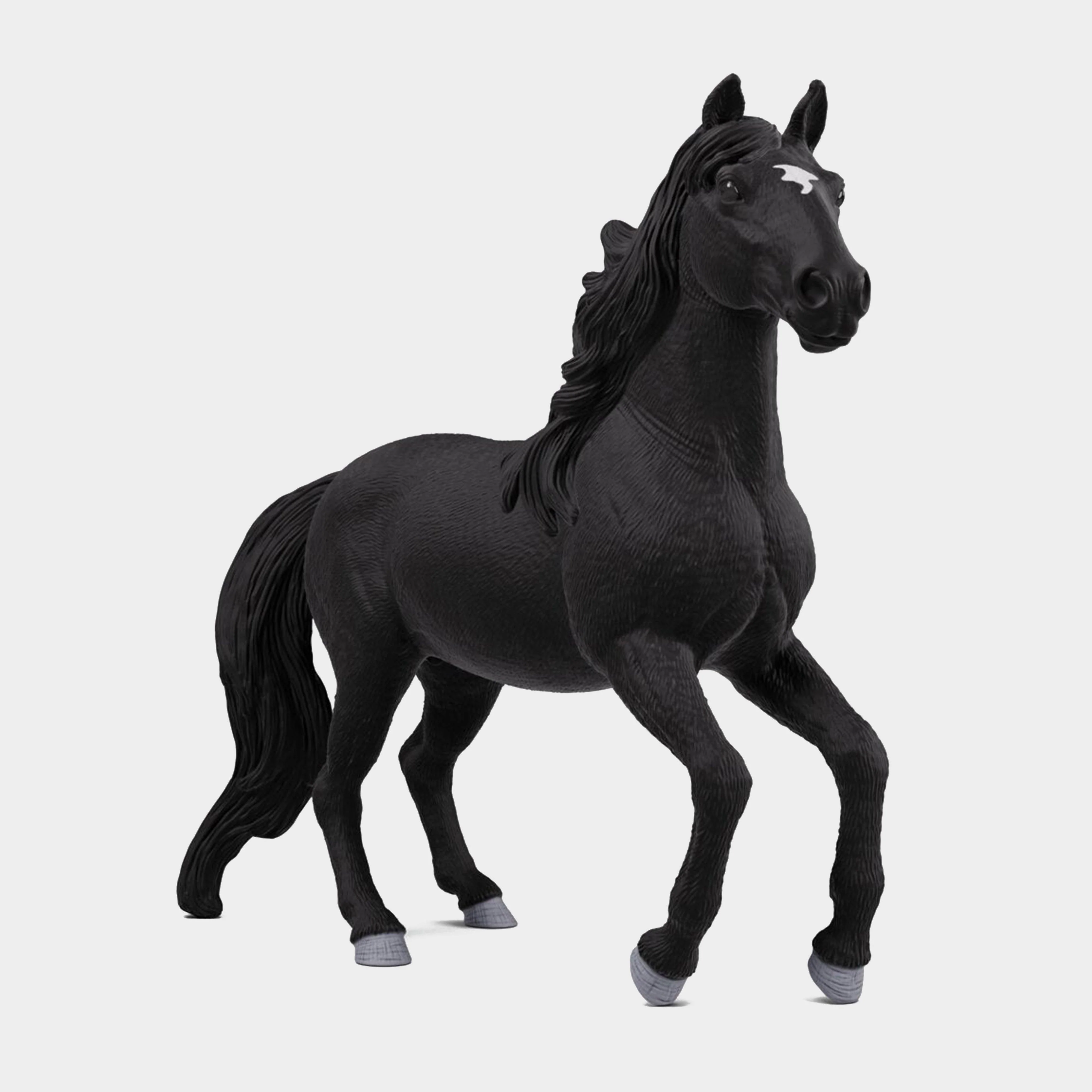 Lusitano Stallion