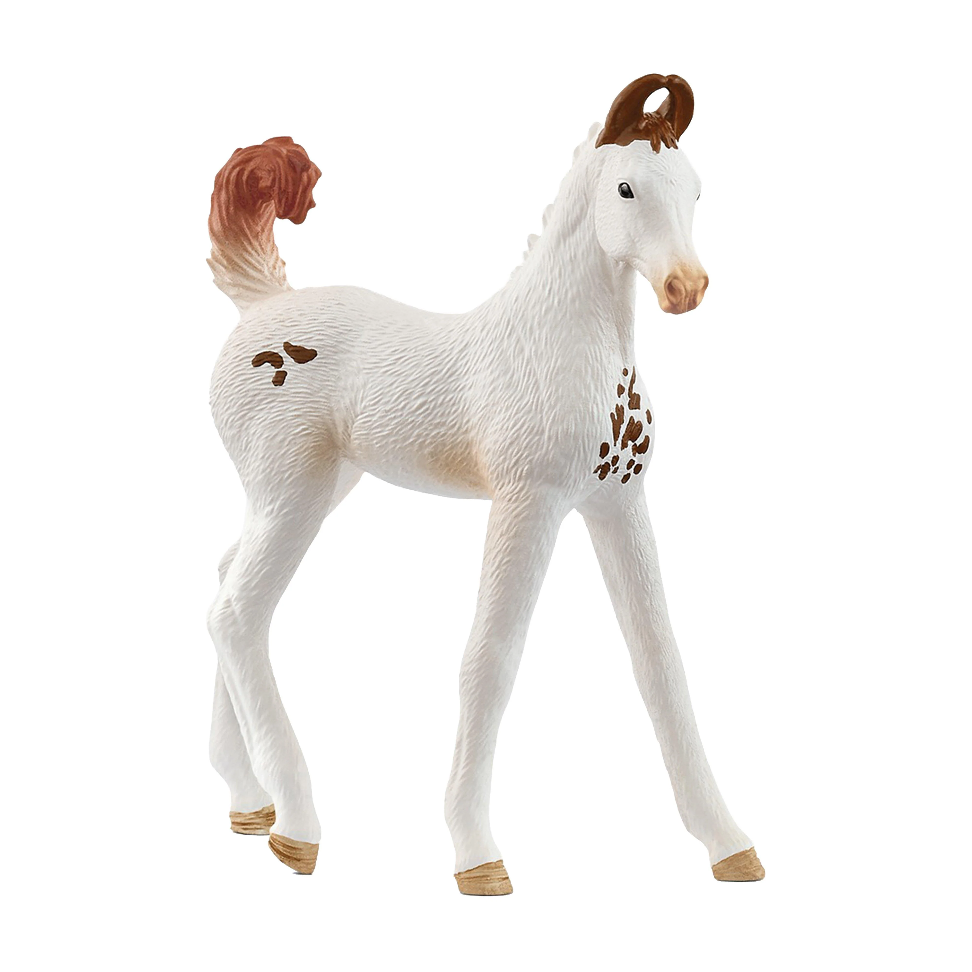 Marwari Foal - Image 3