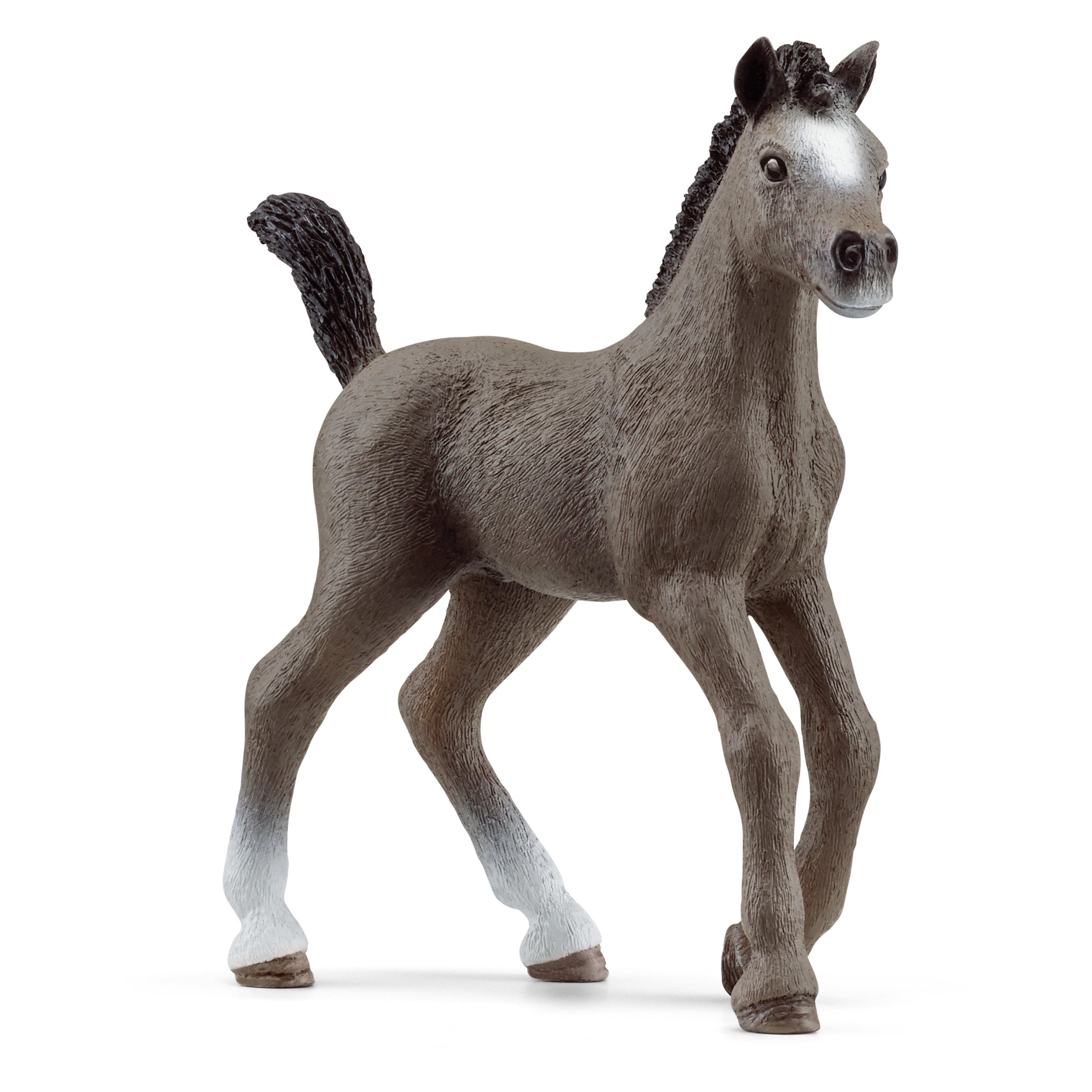 Selle Français Foal - Image 5