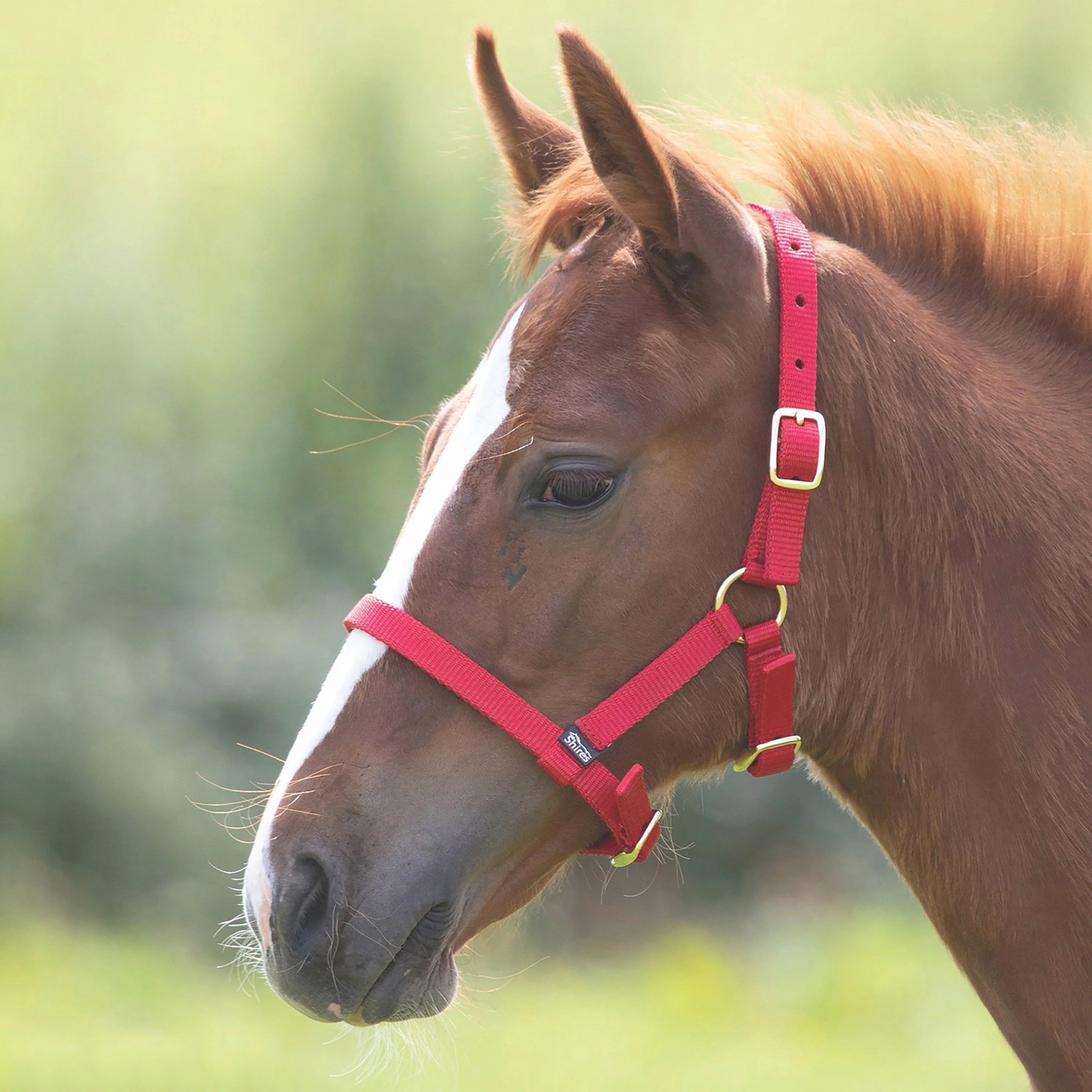 Foal Nylon Headcollar Red - Image 2