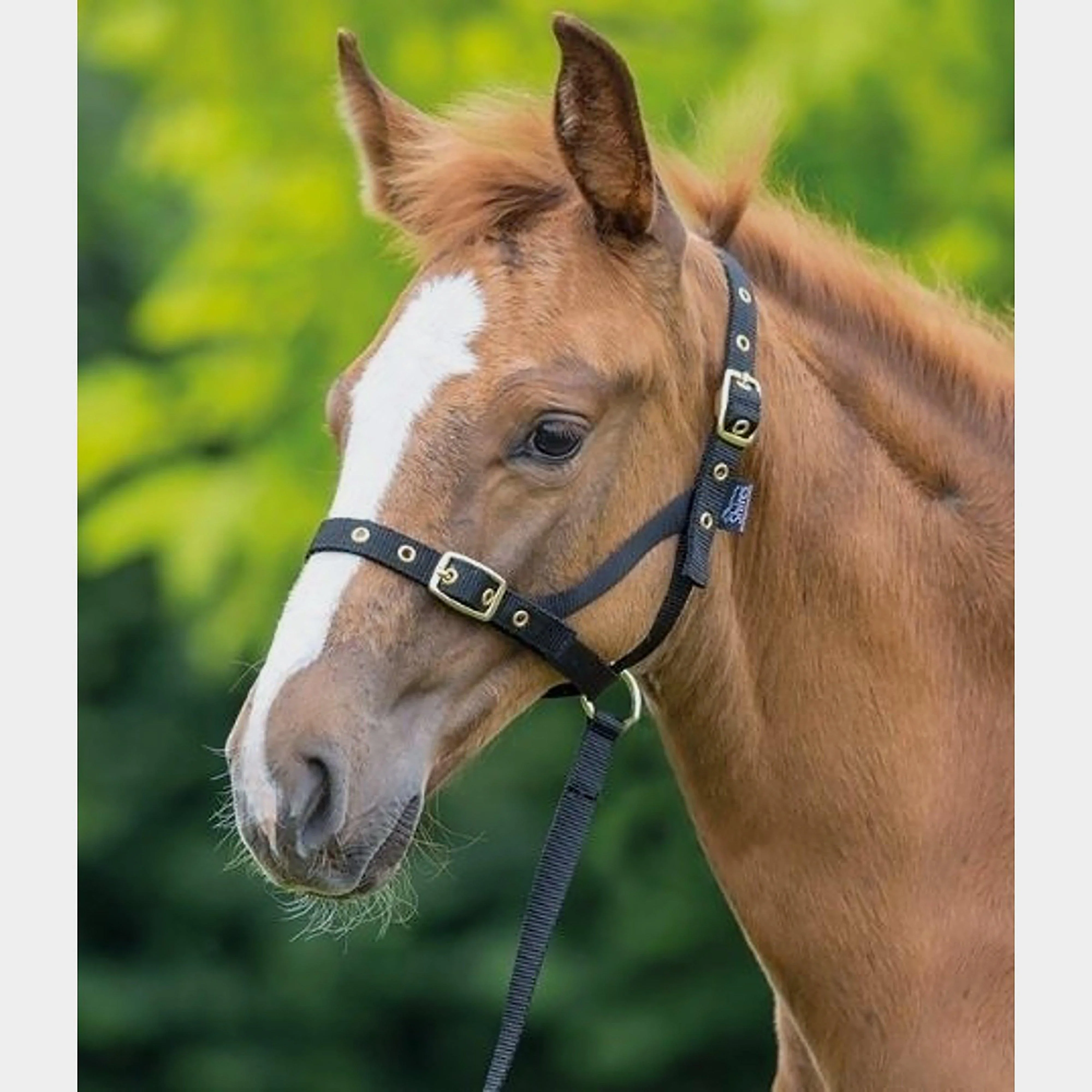 Nylon Foal Slip Black - Image 2