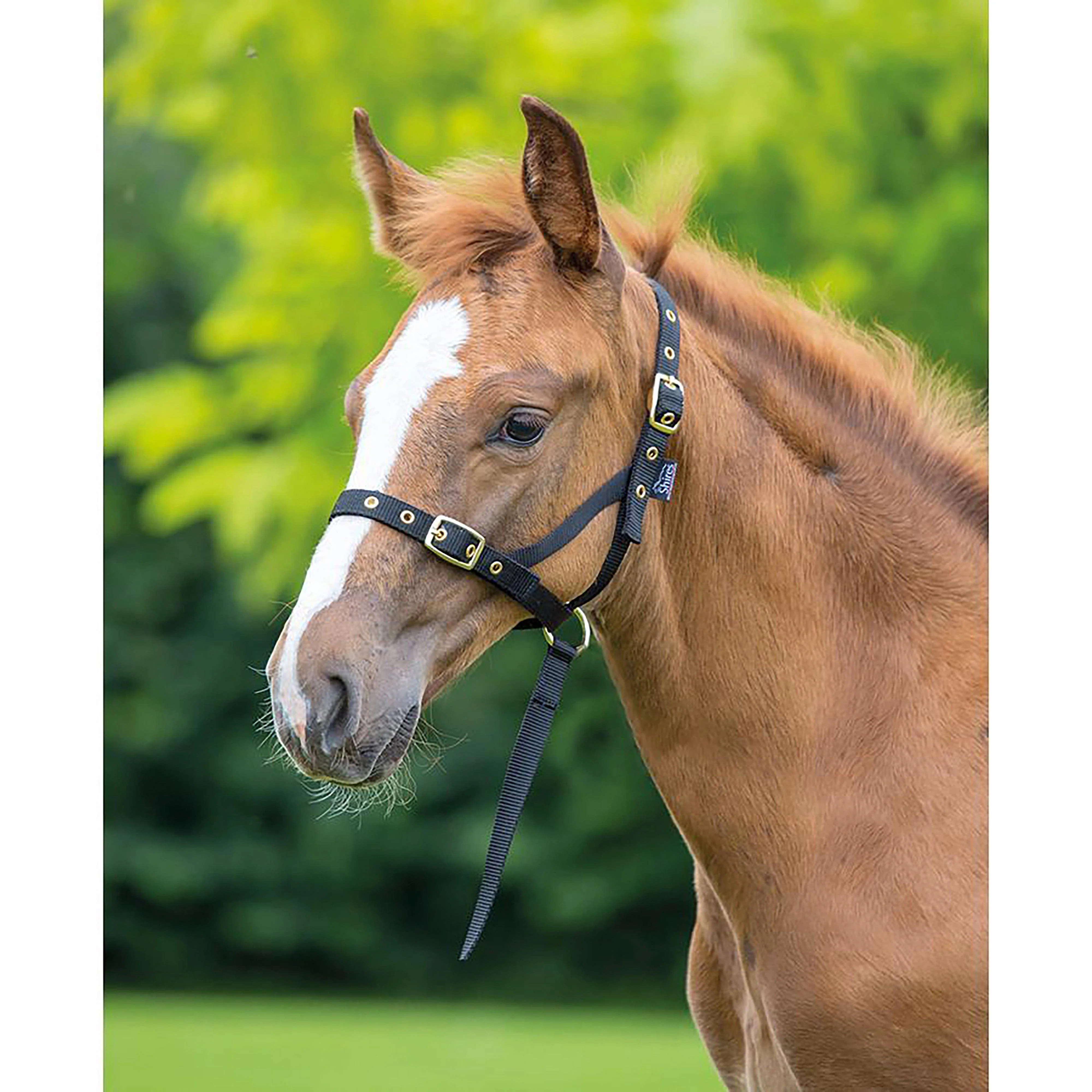 Nylon Foal Slip Black - Image 3