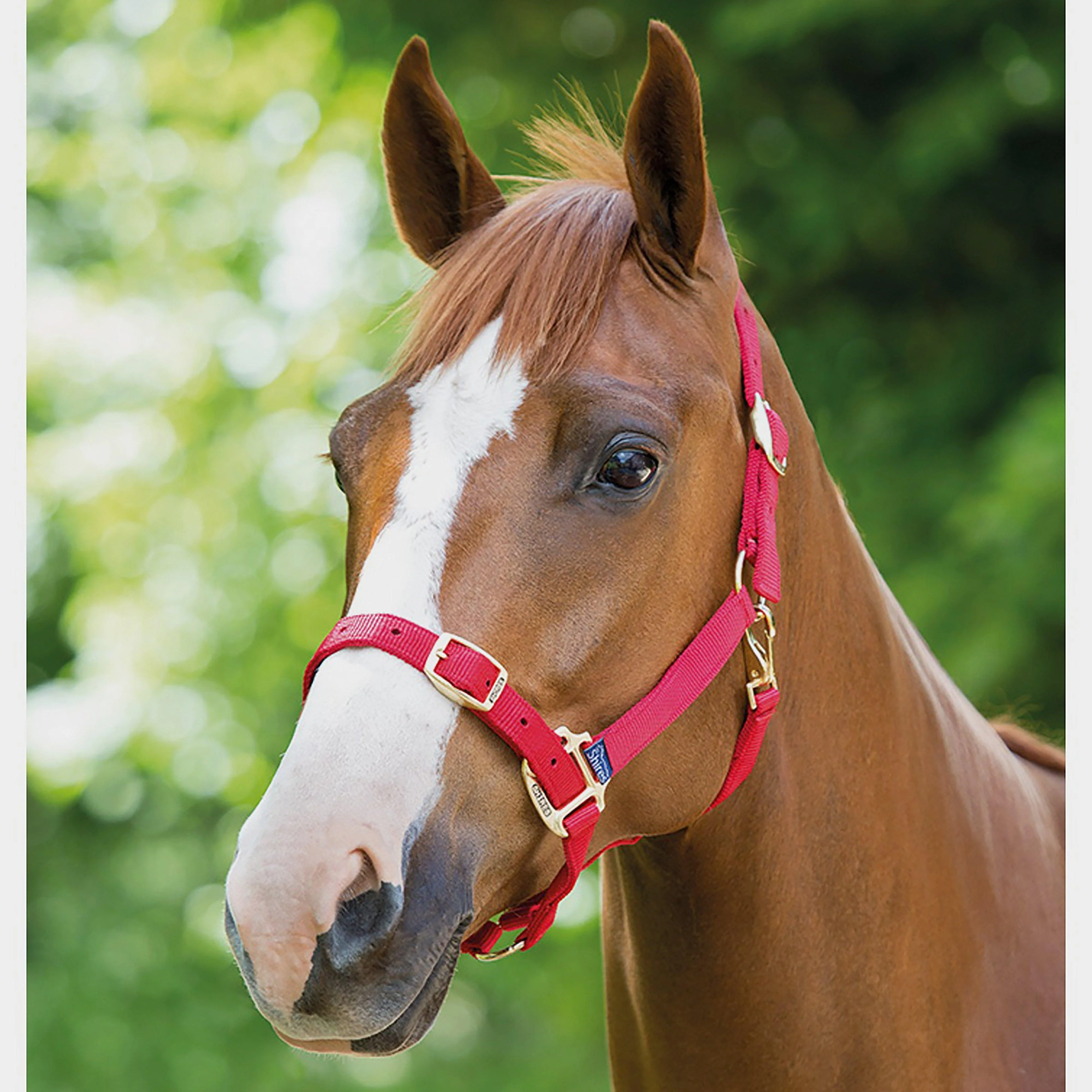 Nylon Headcollar Red - Image 2