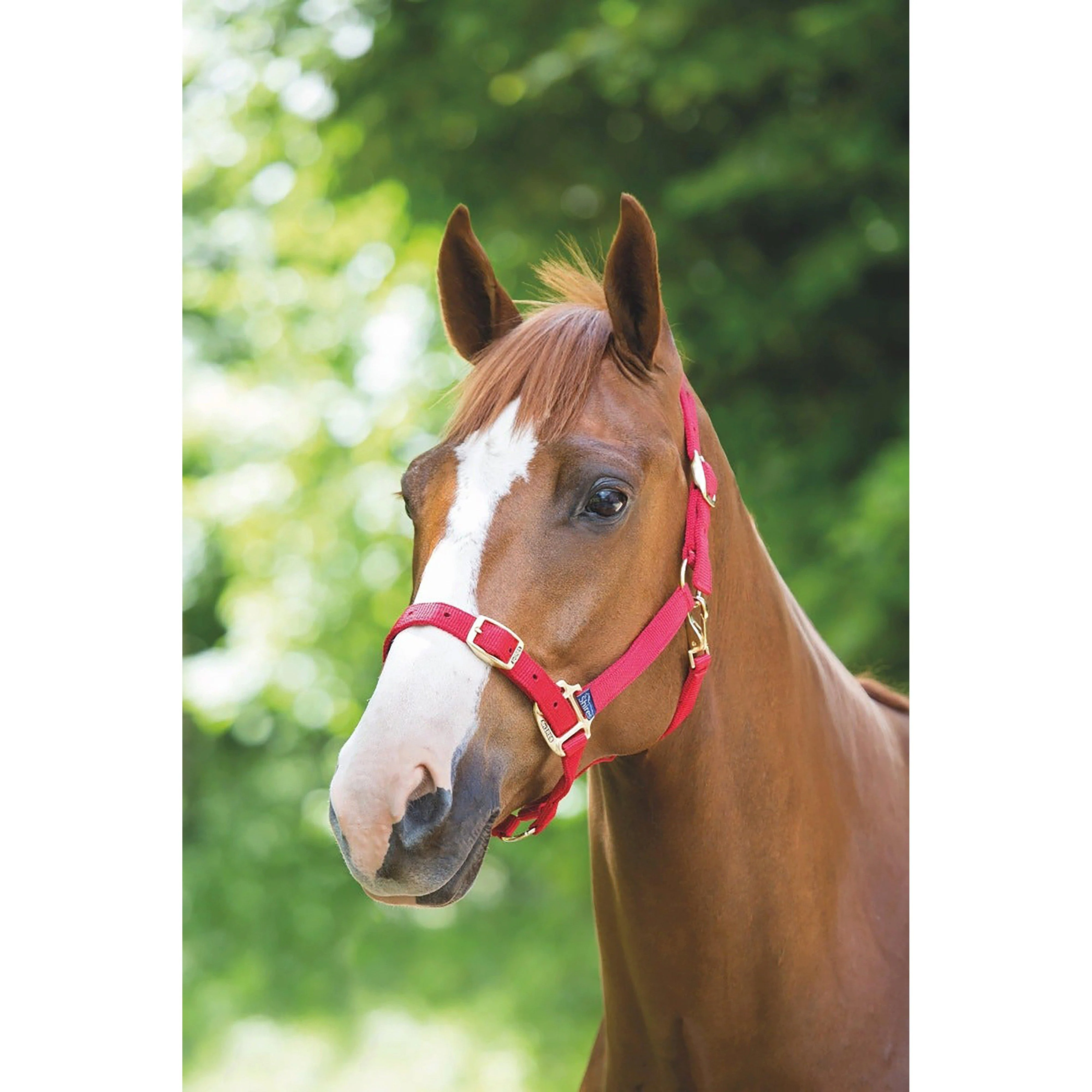 Nylon Headcollar Red - Image 3