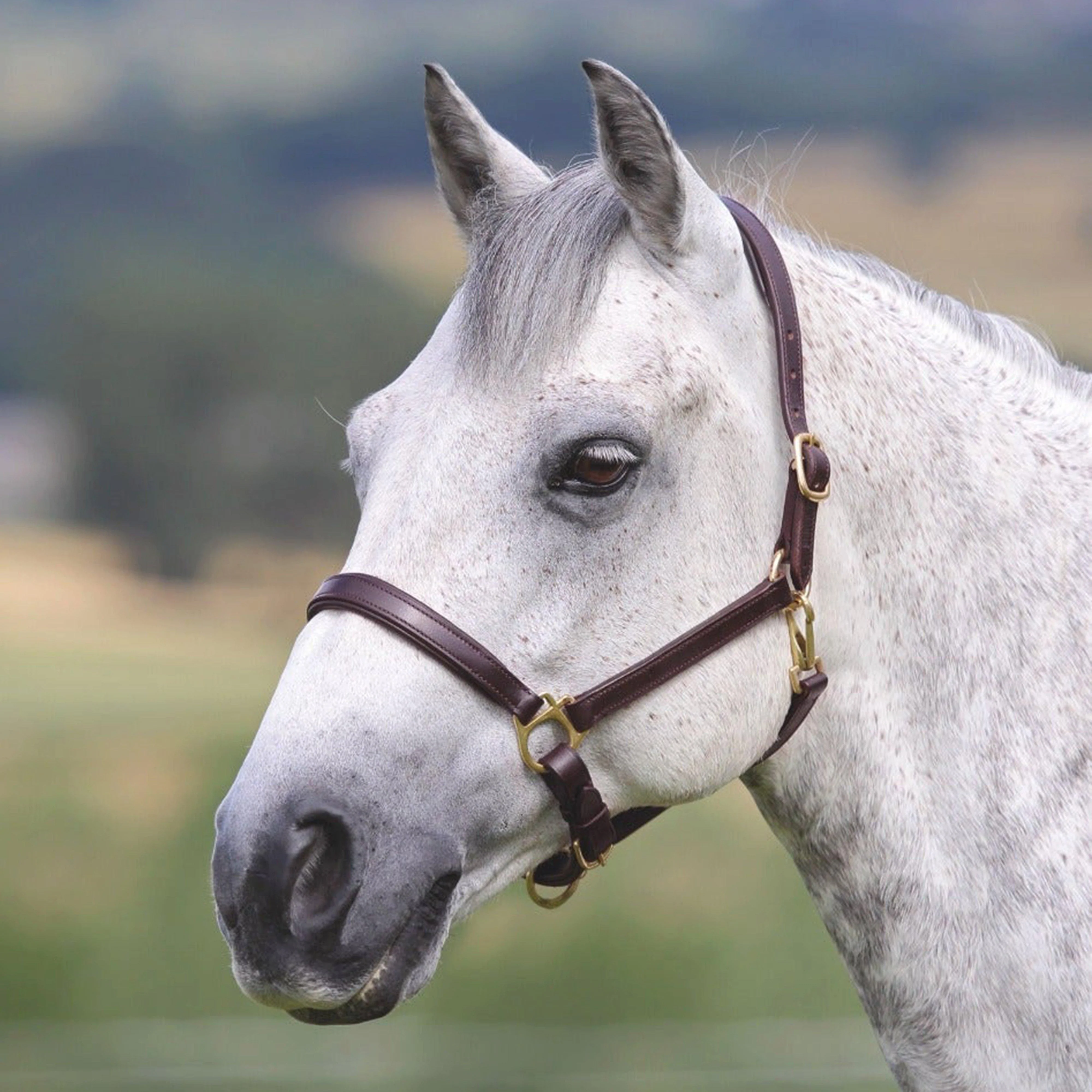 Ragley Leather Headcollar Brown