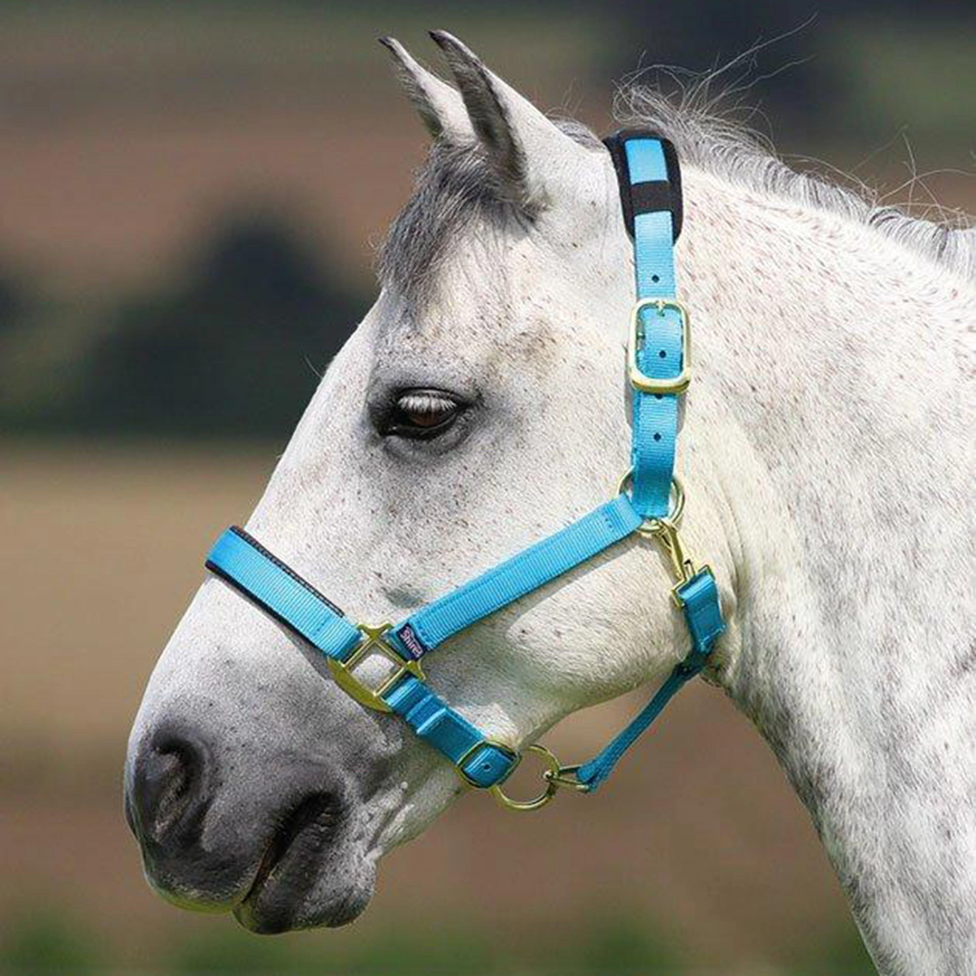 Topaz Nylon Headcollar Blue - Image 2