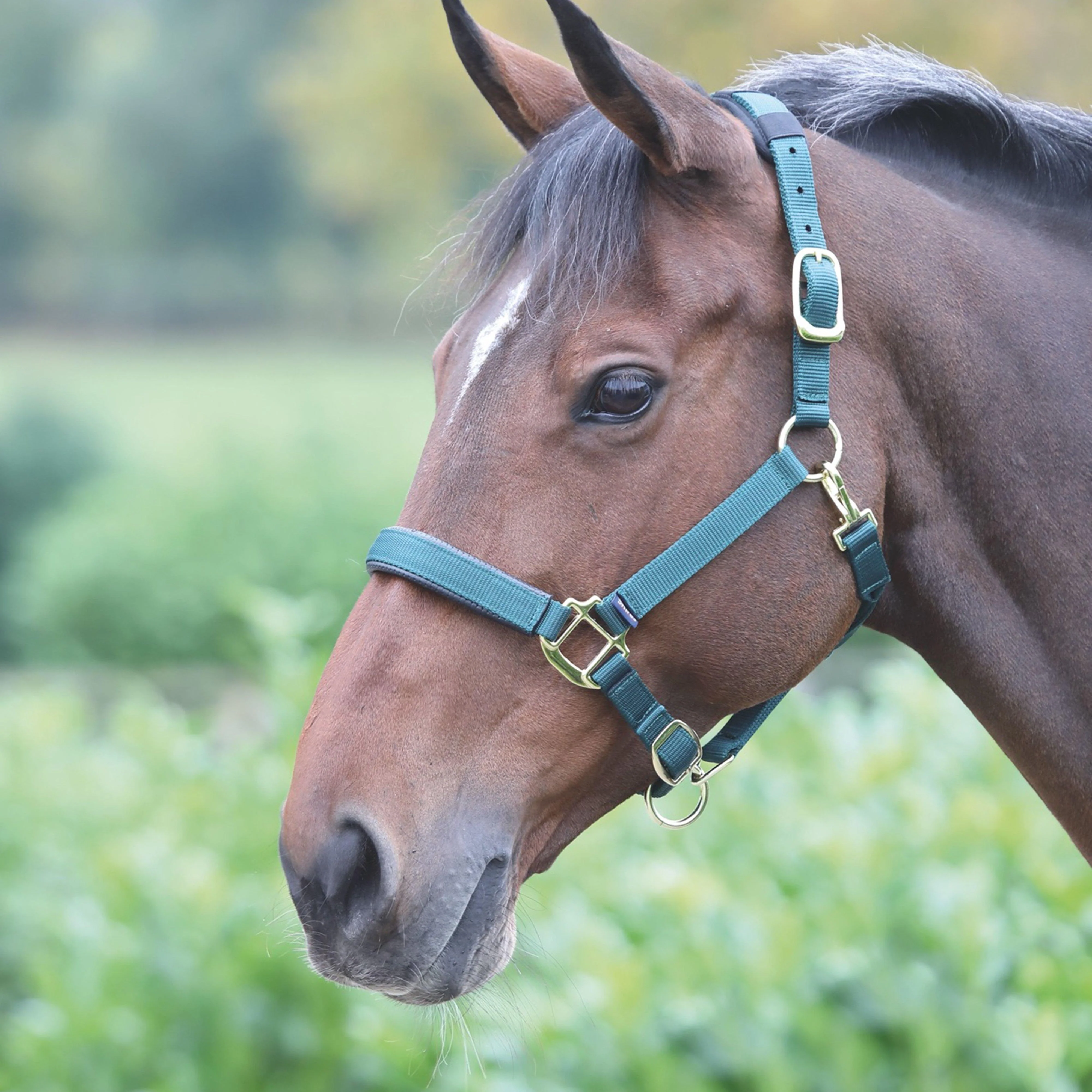 Topaz Nylon Headcollar Dark Green - Image 2