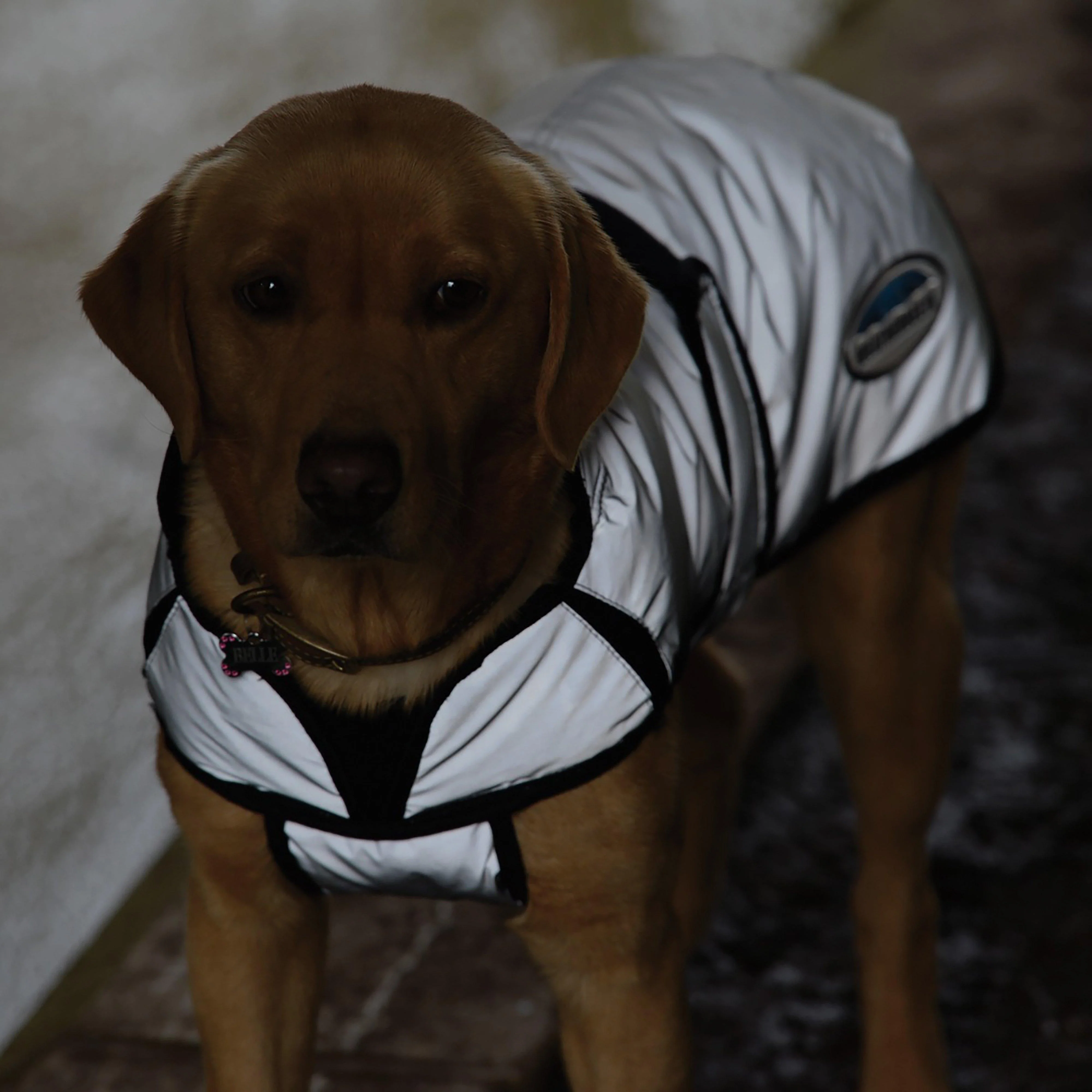 ComFiTec Reflective 220g Medium Weight Dog Coat Silver - Image 9