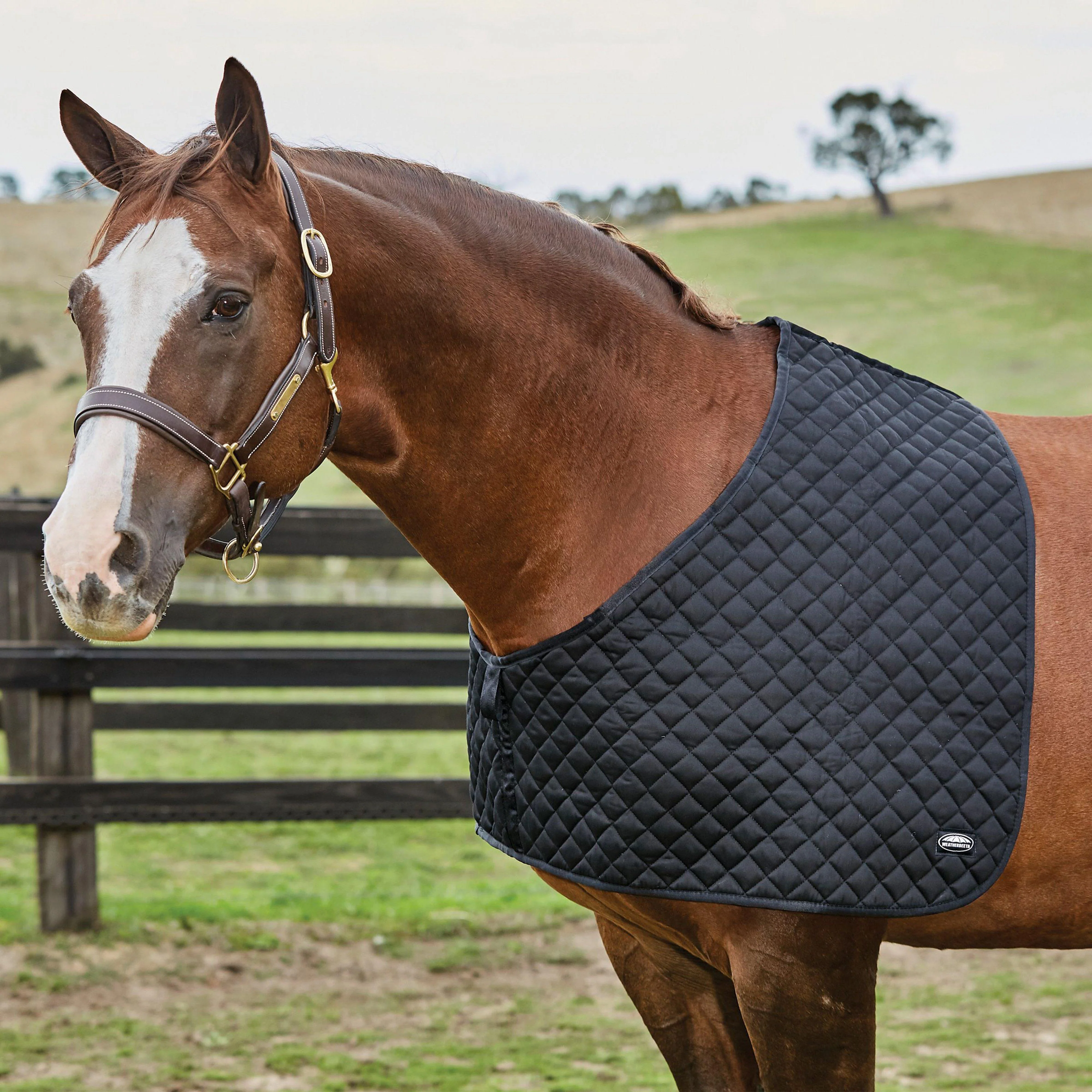 Deluxe Shoulder Guard Black - Image 2