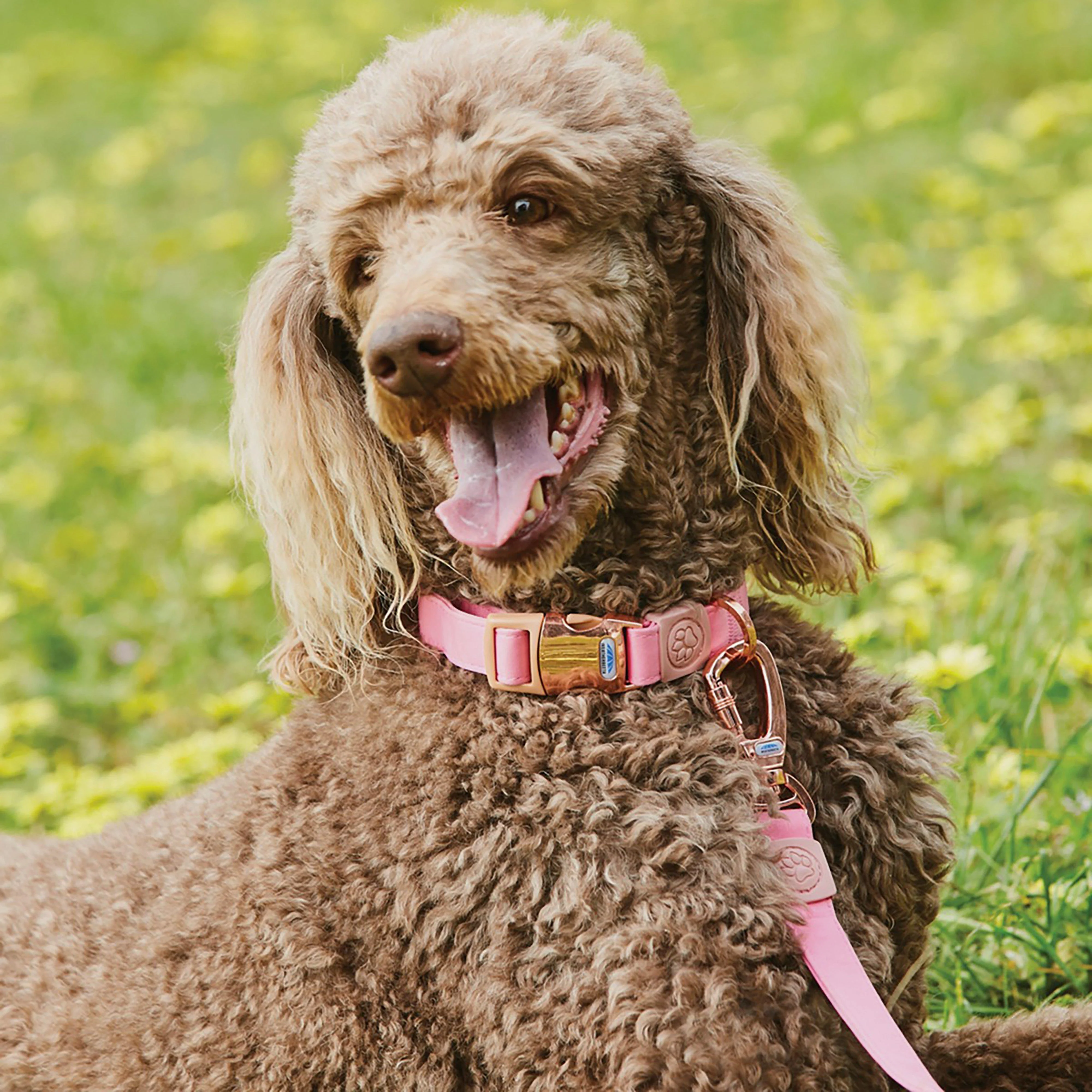 Elegance Dog Collar Pink - Image 3