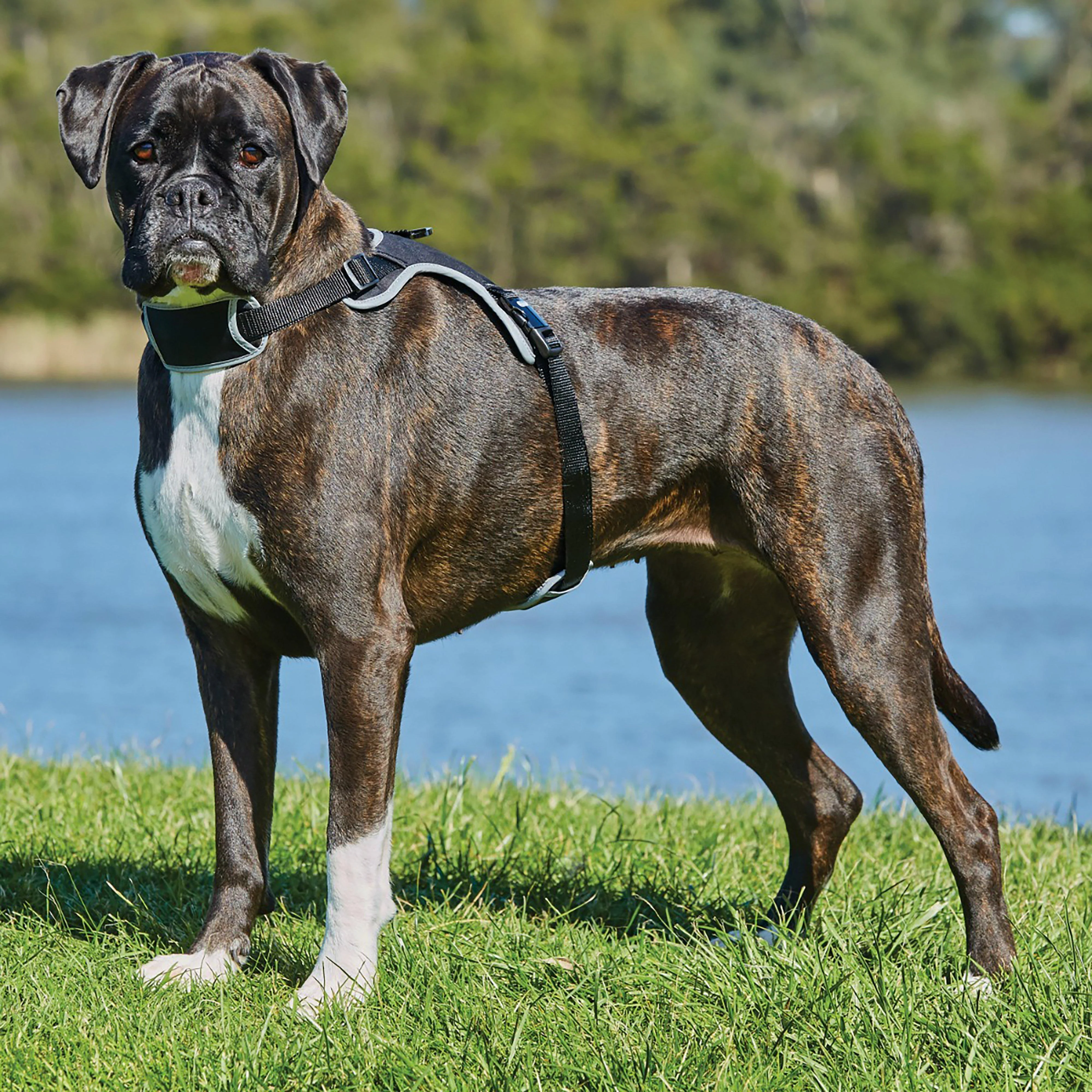 Elegance Dog Harness Black - Image 3