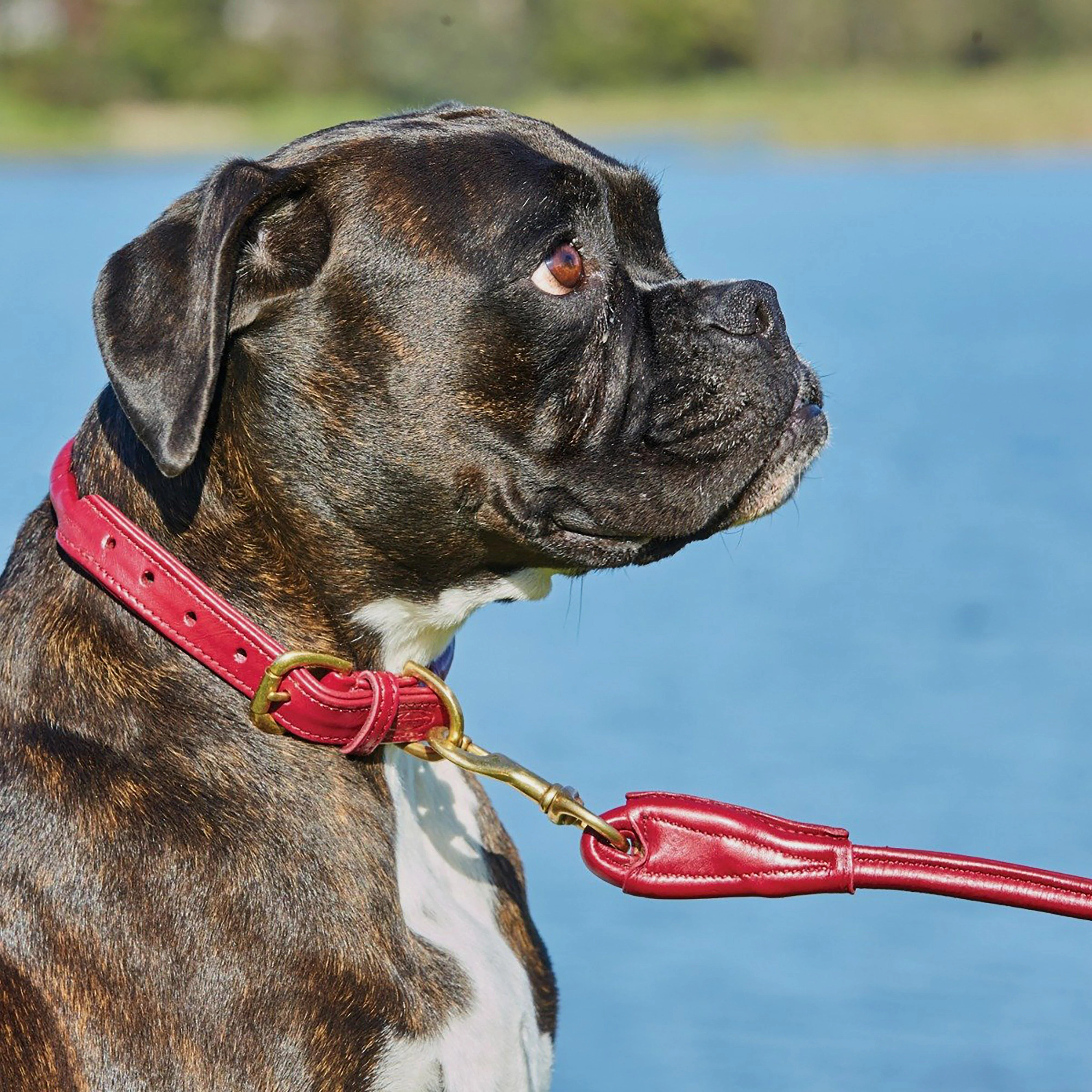 Rolled Leather Collar Maroon - Image 2