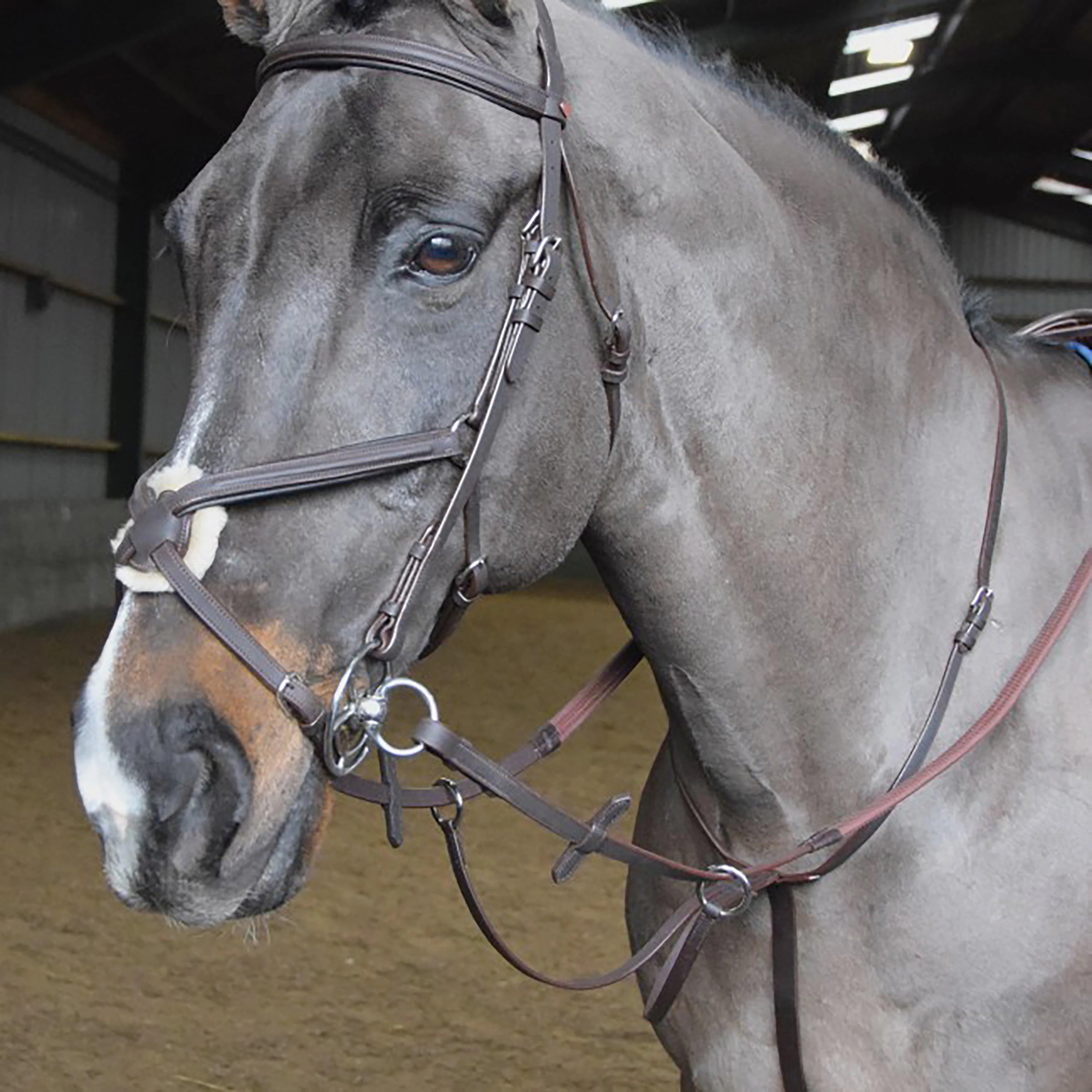 Ready To Ride Running Martingale Havana